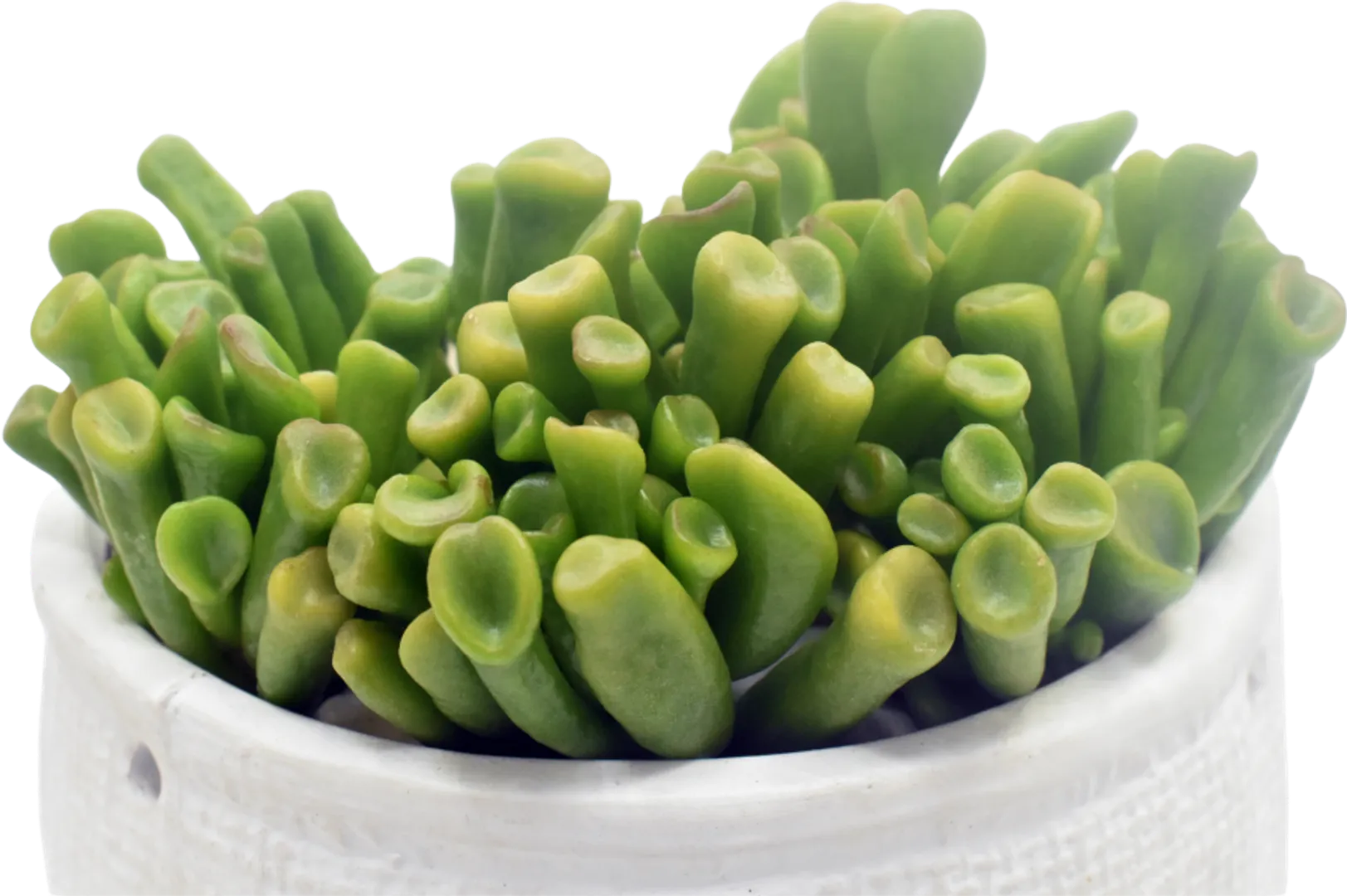 CRASSULA OVATA CORAL