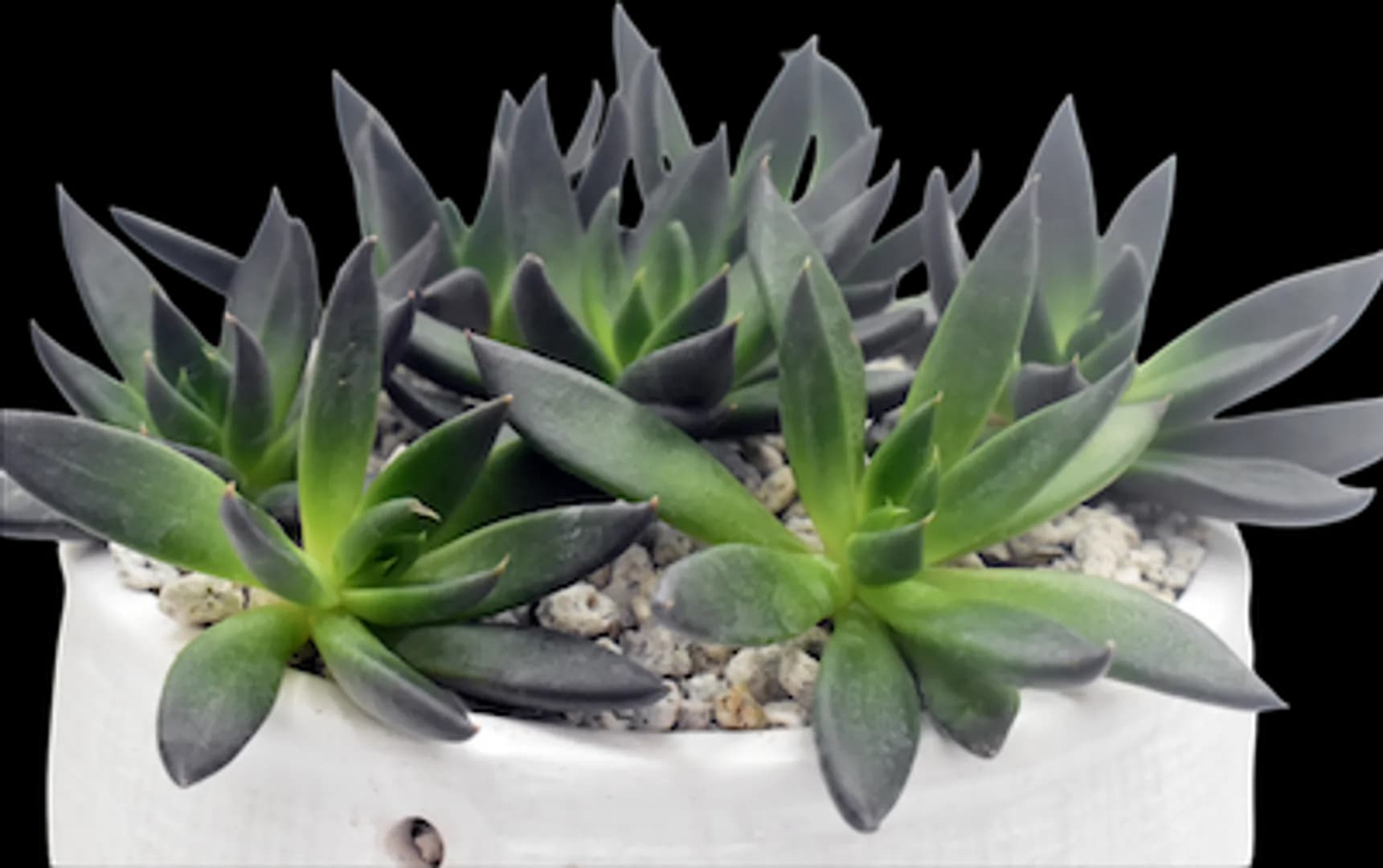 ECHEVERIA HYBRID AFFINIS