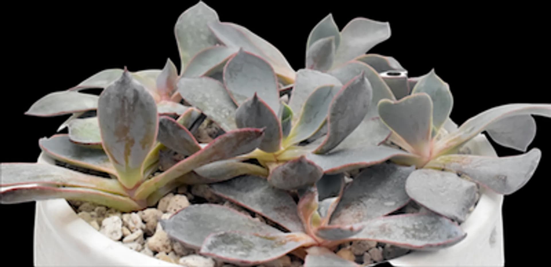 ECHEVERIA HYBRID AFTERGLOW