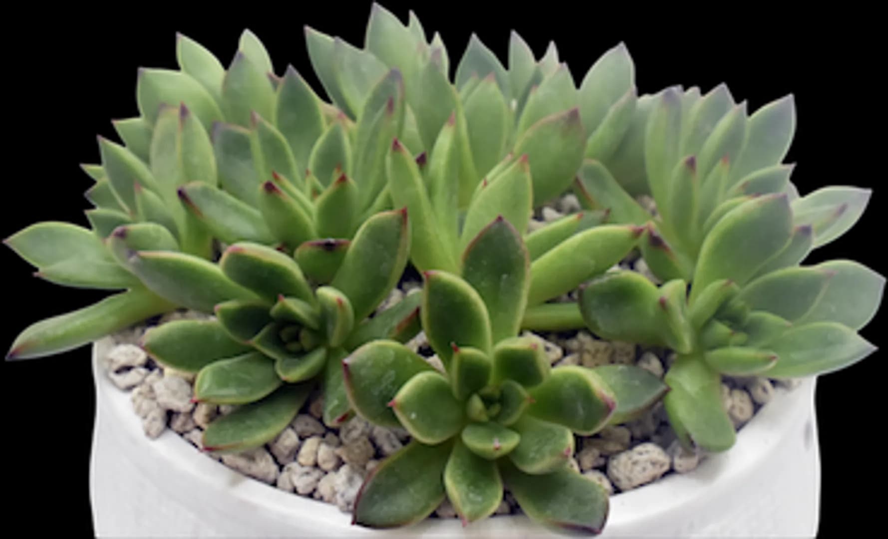 ECHEVERIA HYBRID AGAVOIDES RED TIP