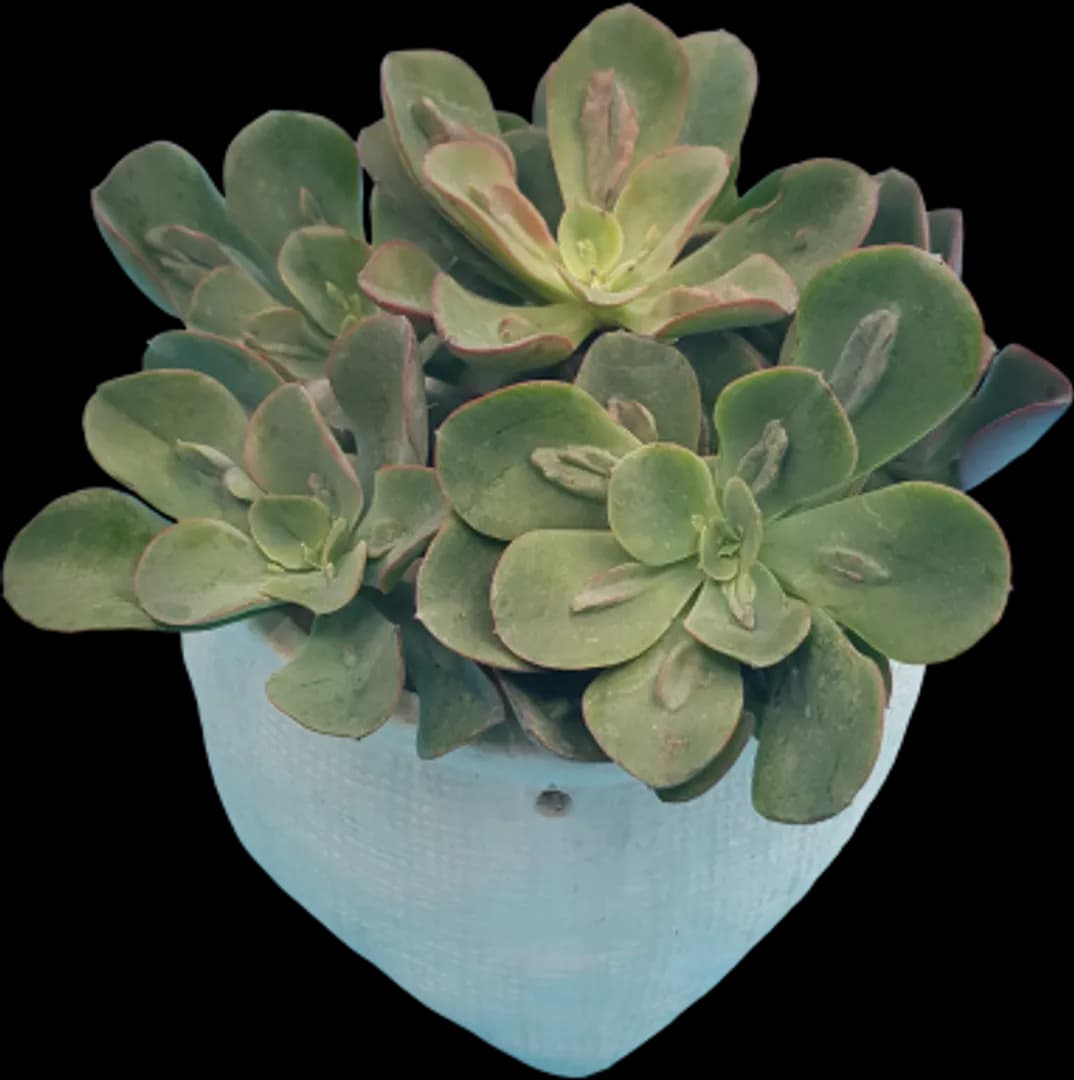 ECHEVERIA HYBRID BARON BOLT