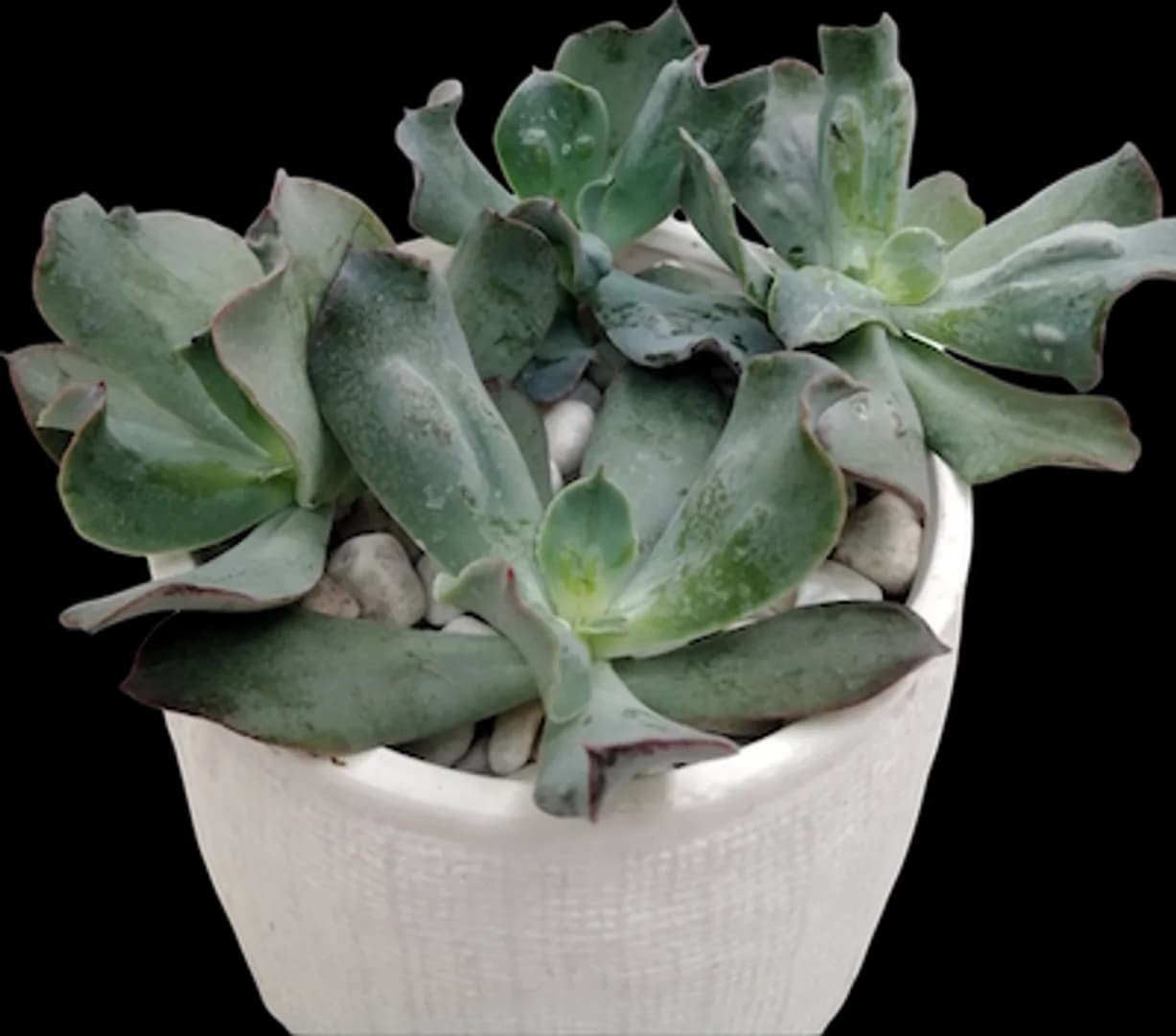 ECHEVERIA HYBRID CULIBRA
