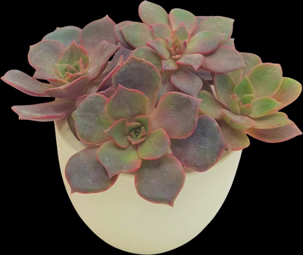 ECHEVERIA HYBRID DA HONG PAO