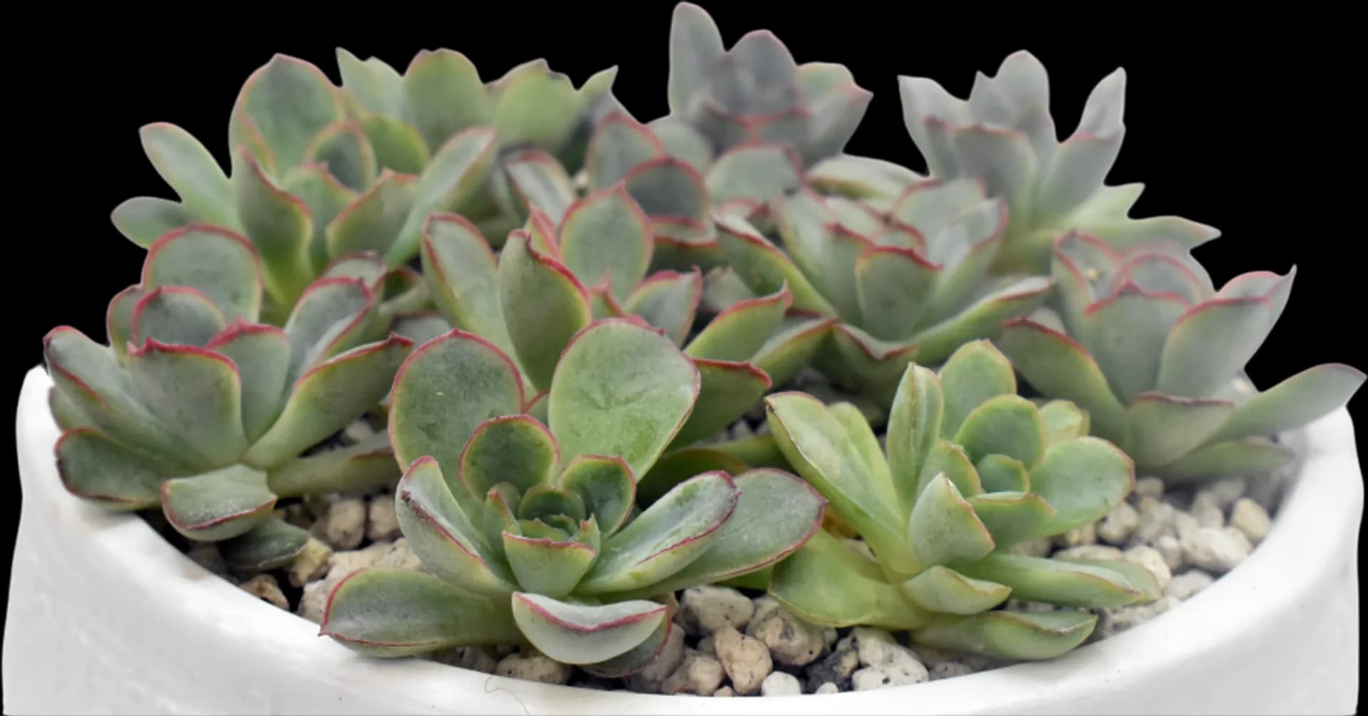 ECHEVERIA HYBRID DERANOSA