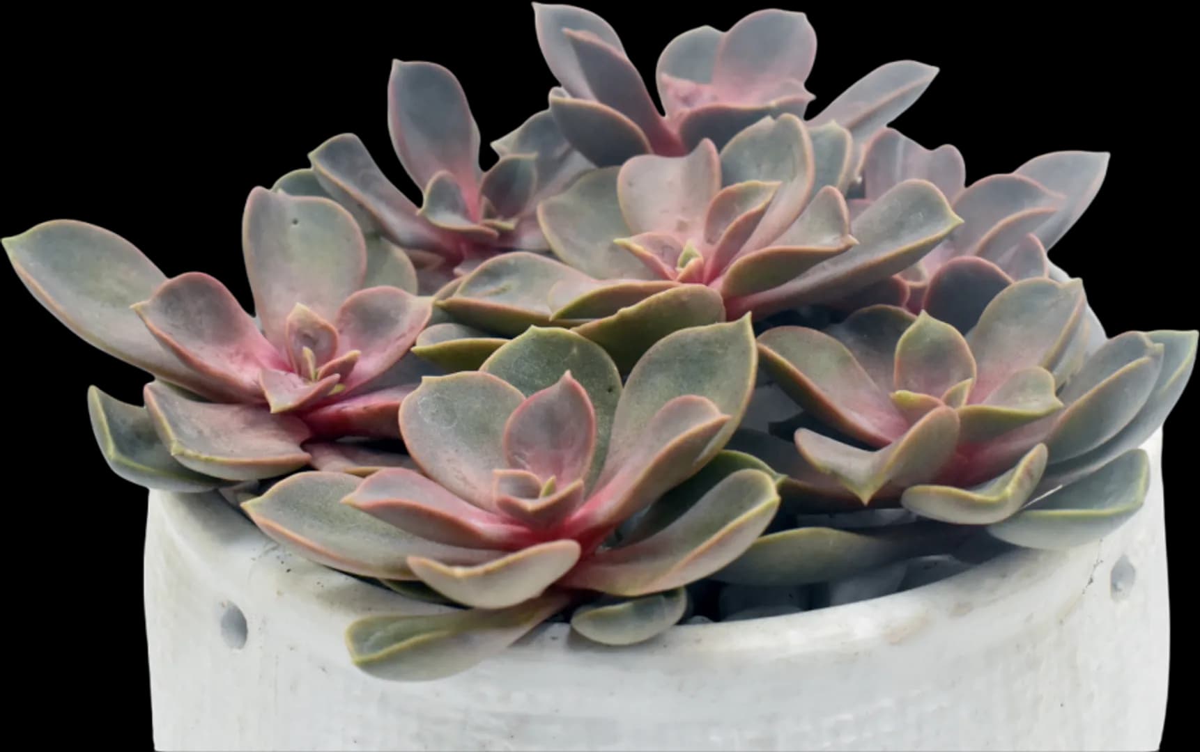 ECHEVERIA HYBRID DUSTY PINK