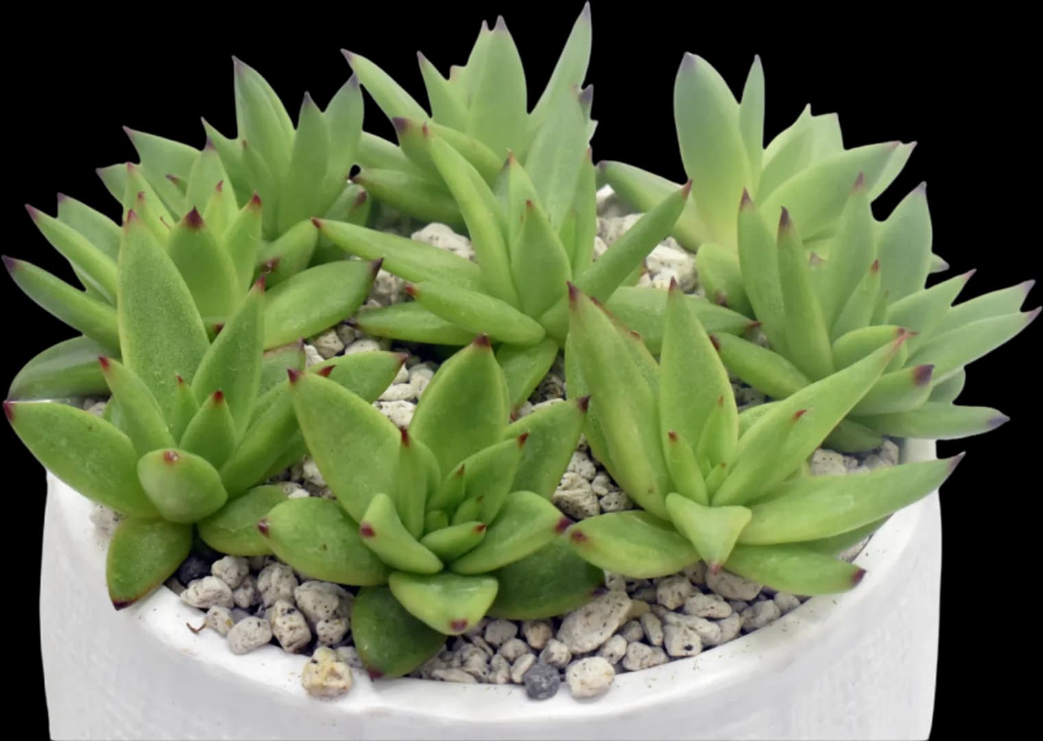 ECHEVERIA HYBRID EBONY