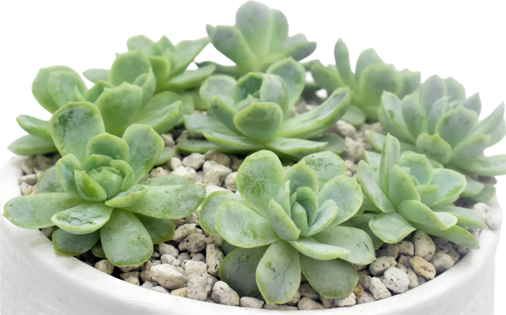 ECHEVERIA HYBRID ELEGANS