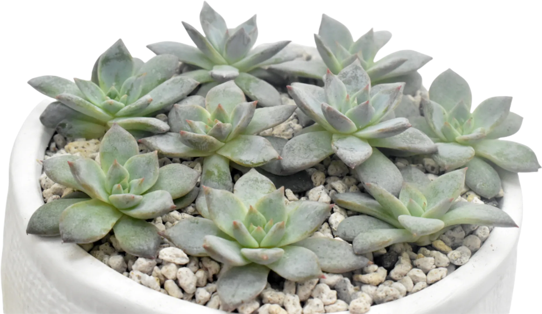 ECHEVERIA HYBRID BLUE BIRD