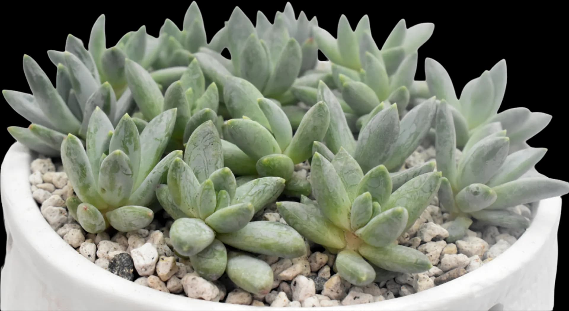 ECHEVERIA HYBRID BOE KARI