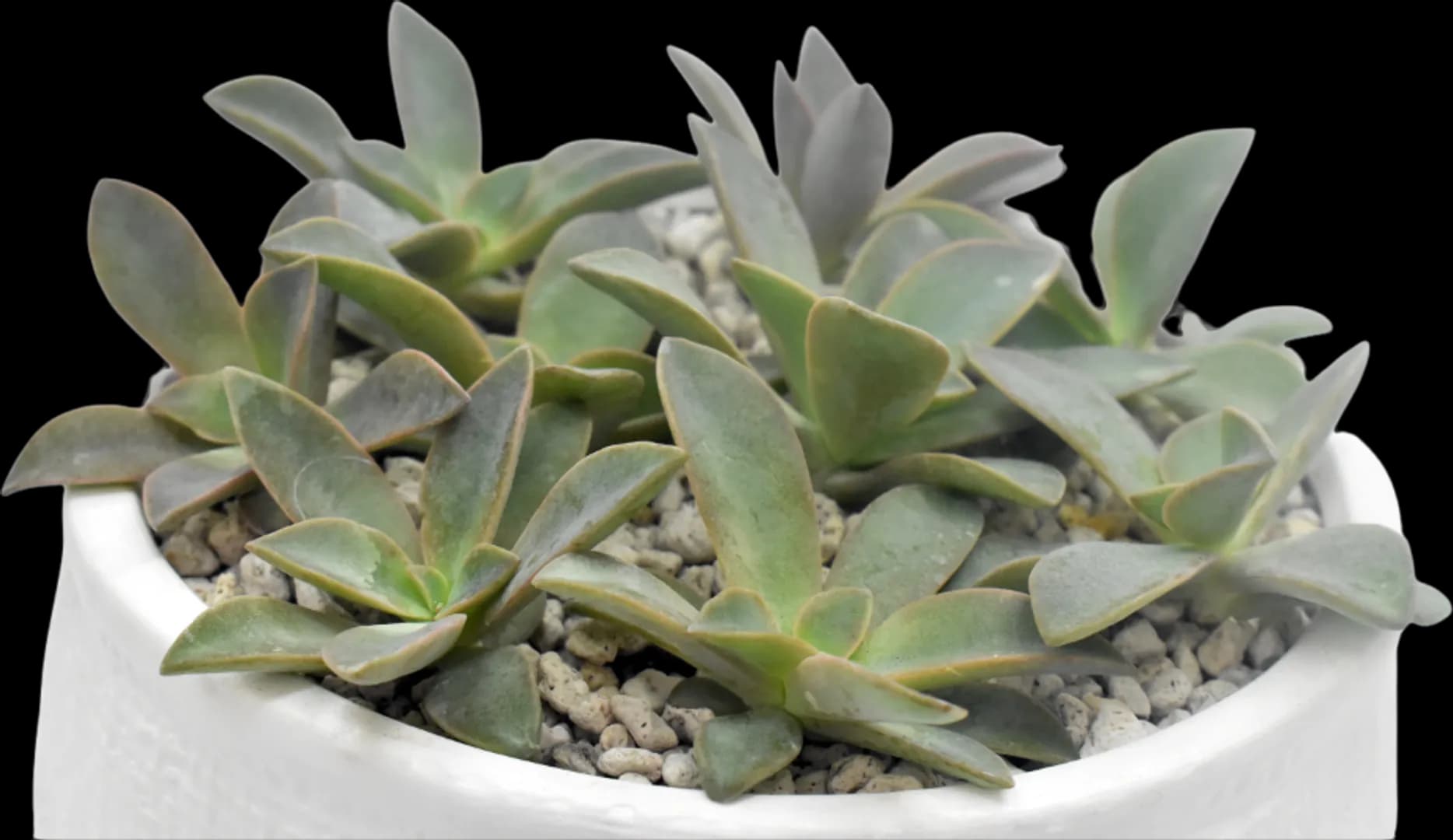 ECHEVERIA HYBRID CANA