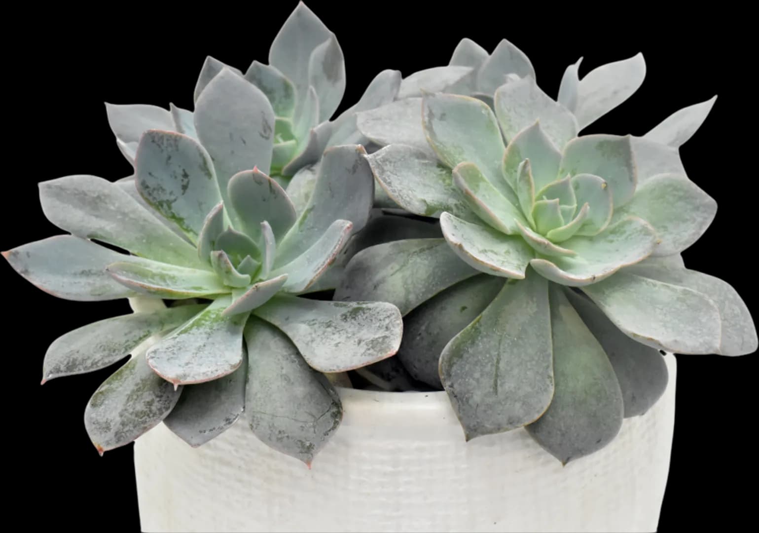 ECHEVERIA HYBRID CANADIAN