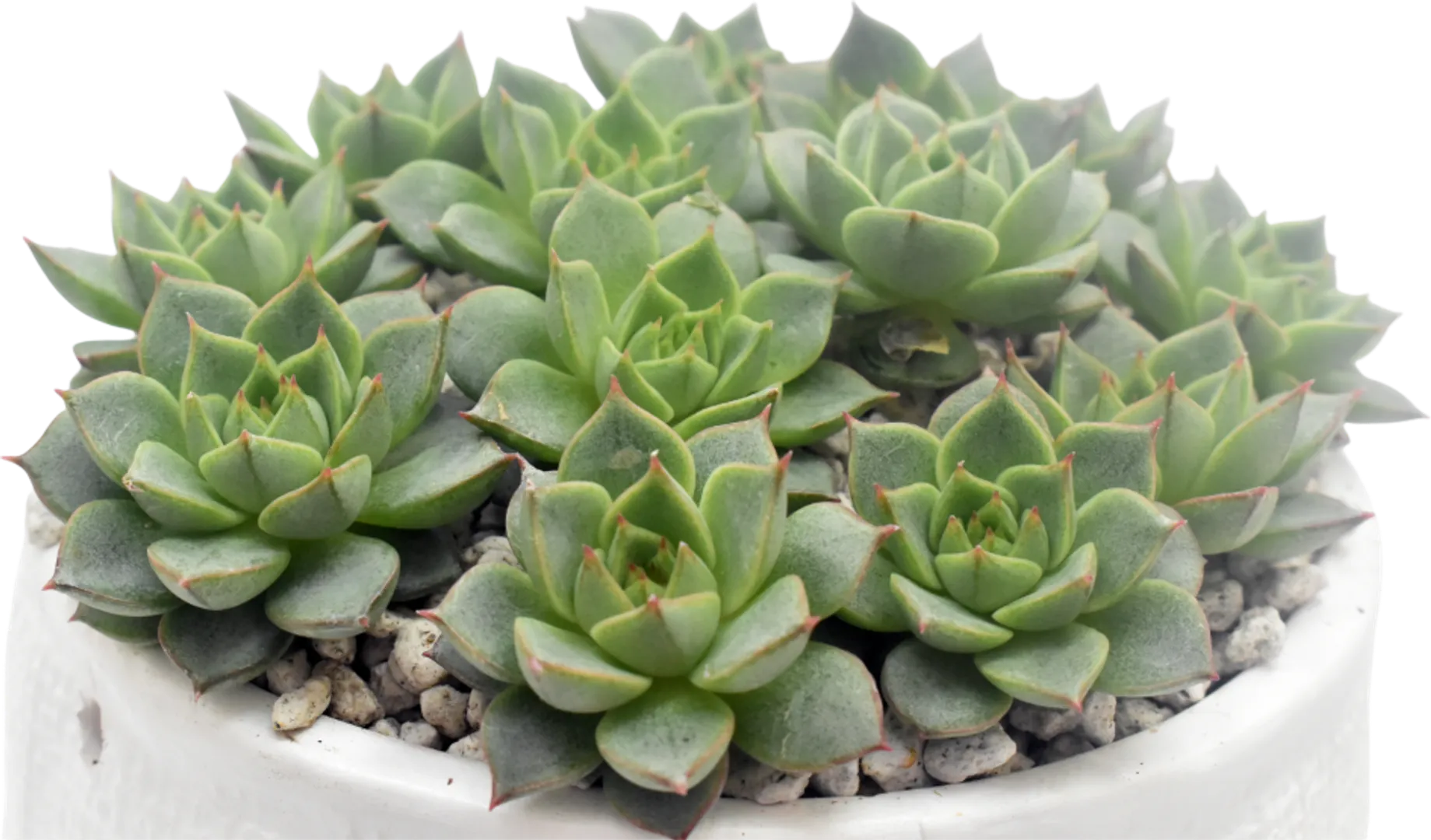 ECHEVERIA HYBRID FABIOLA