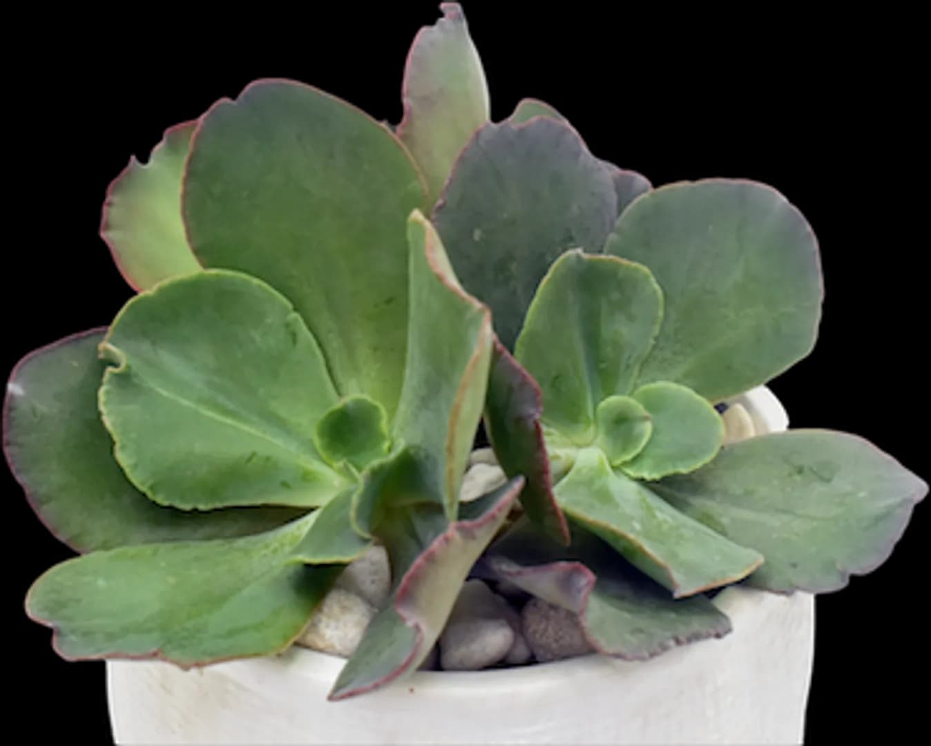 ECHEVERIA HYBRID GIBBIFLORA