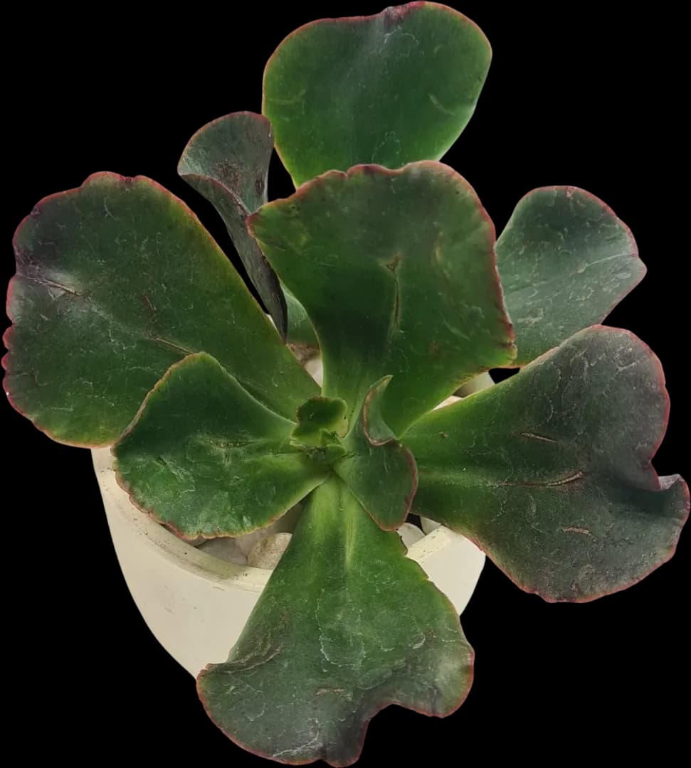 ECHEVERIA HYBRID GIBBIFLORA RED