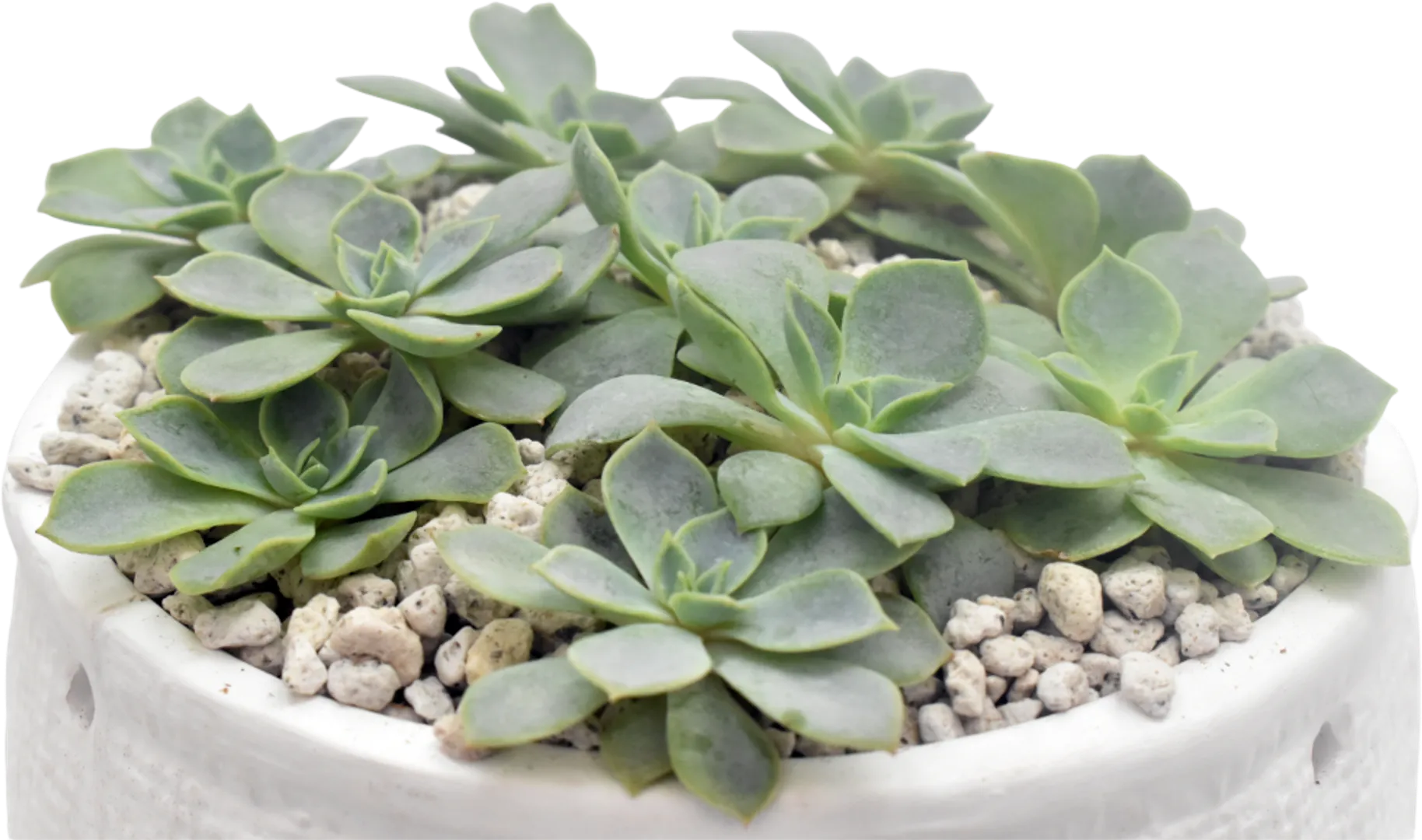 ECHEVERIA HYBRID IMBRICATA