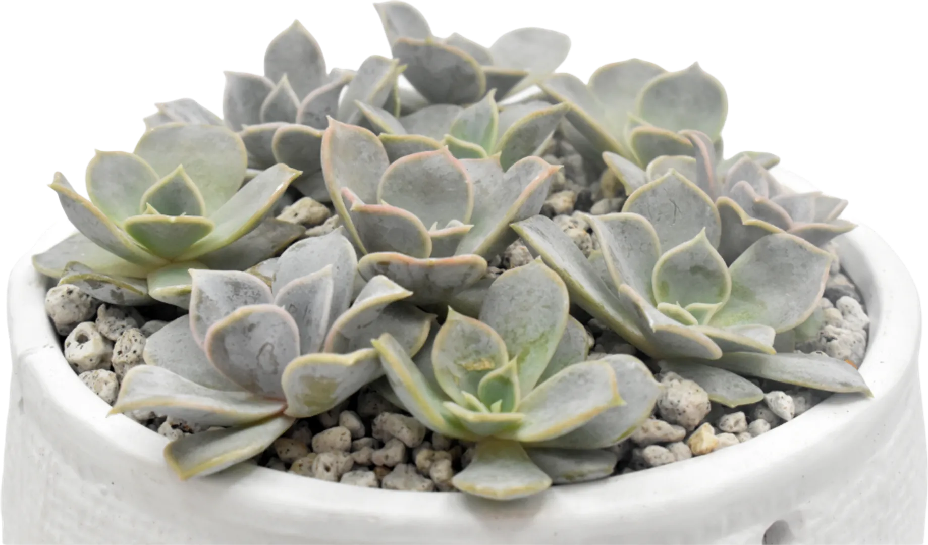 ECHEVERIA HYBRID LILACINA