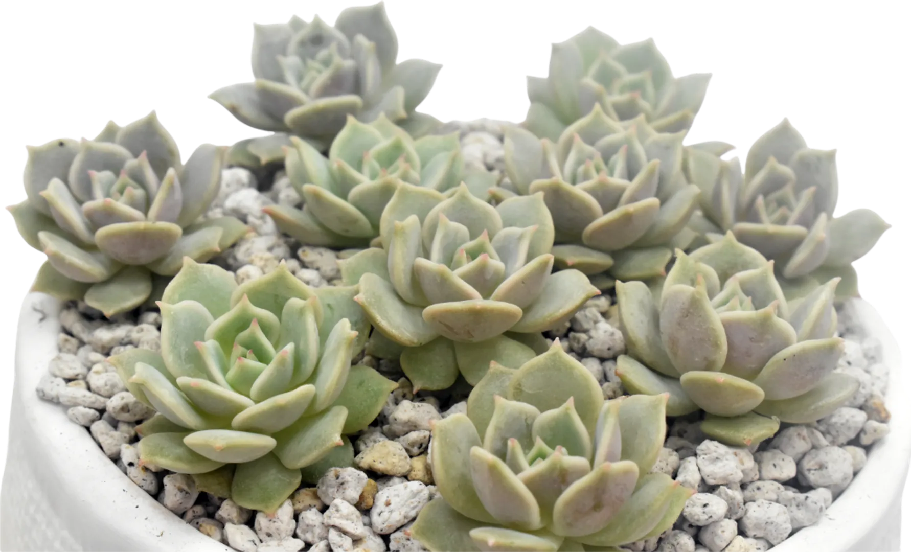 ECHEVERIA HYBRID LOLA