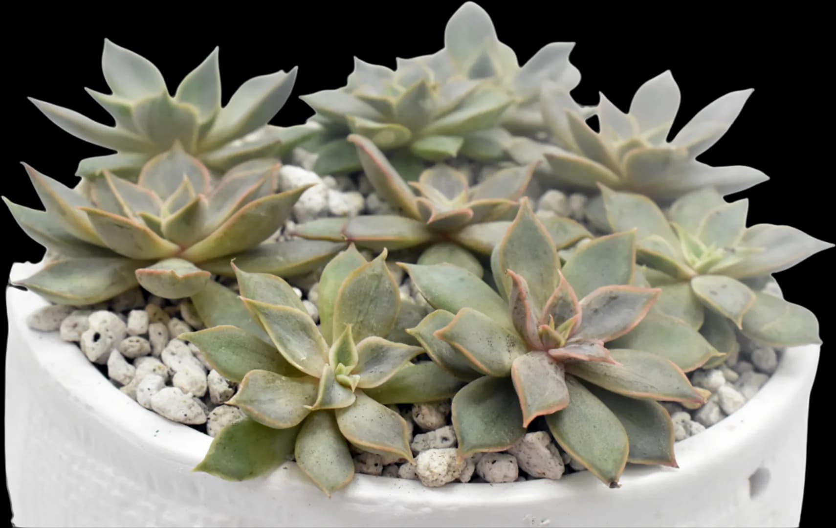 ECHEVERIA HYBRID MENSA