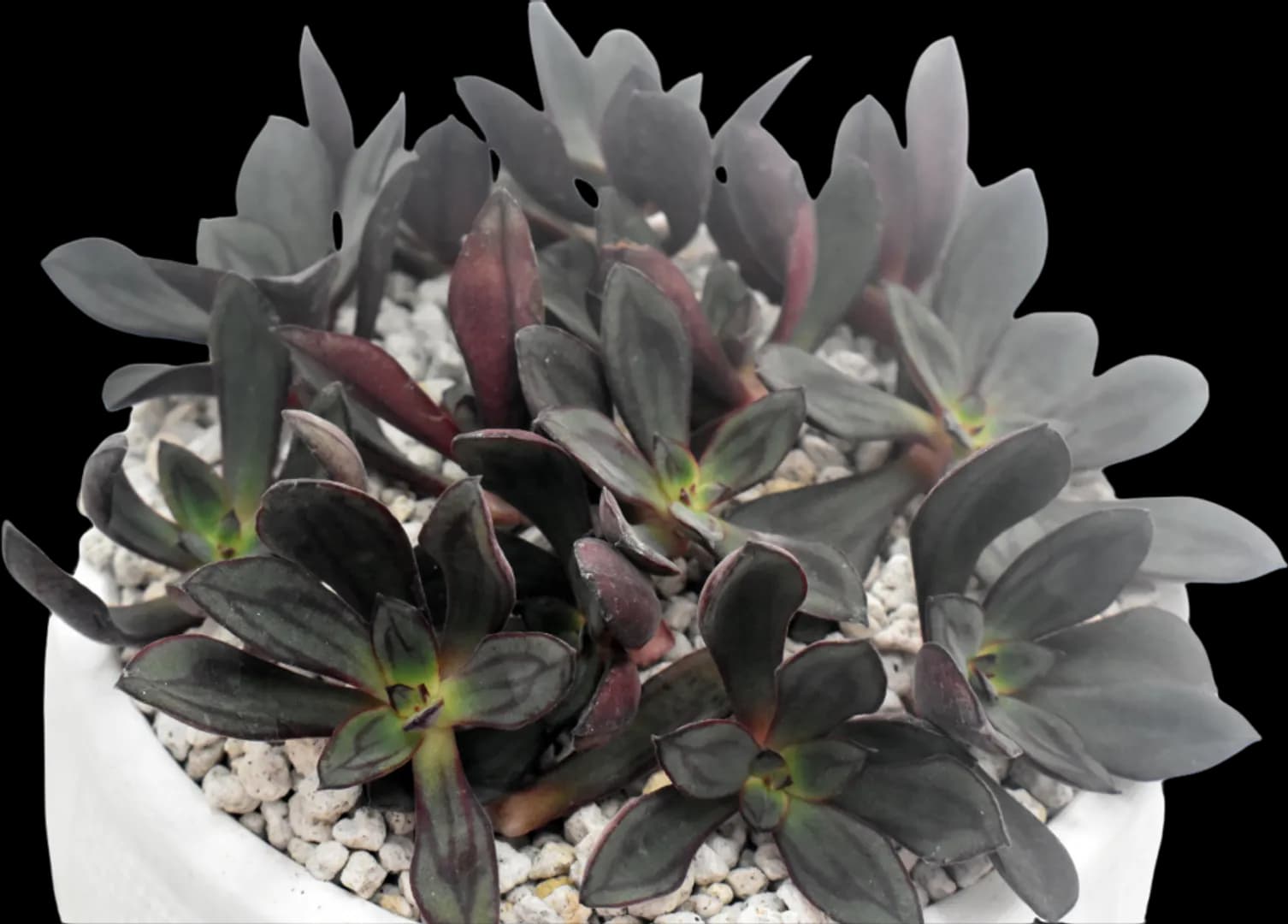 ECHEVERIA HYBRID NODULOSA