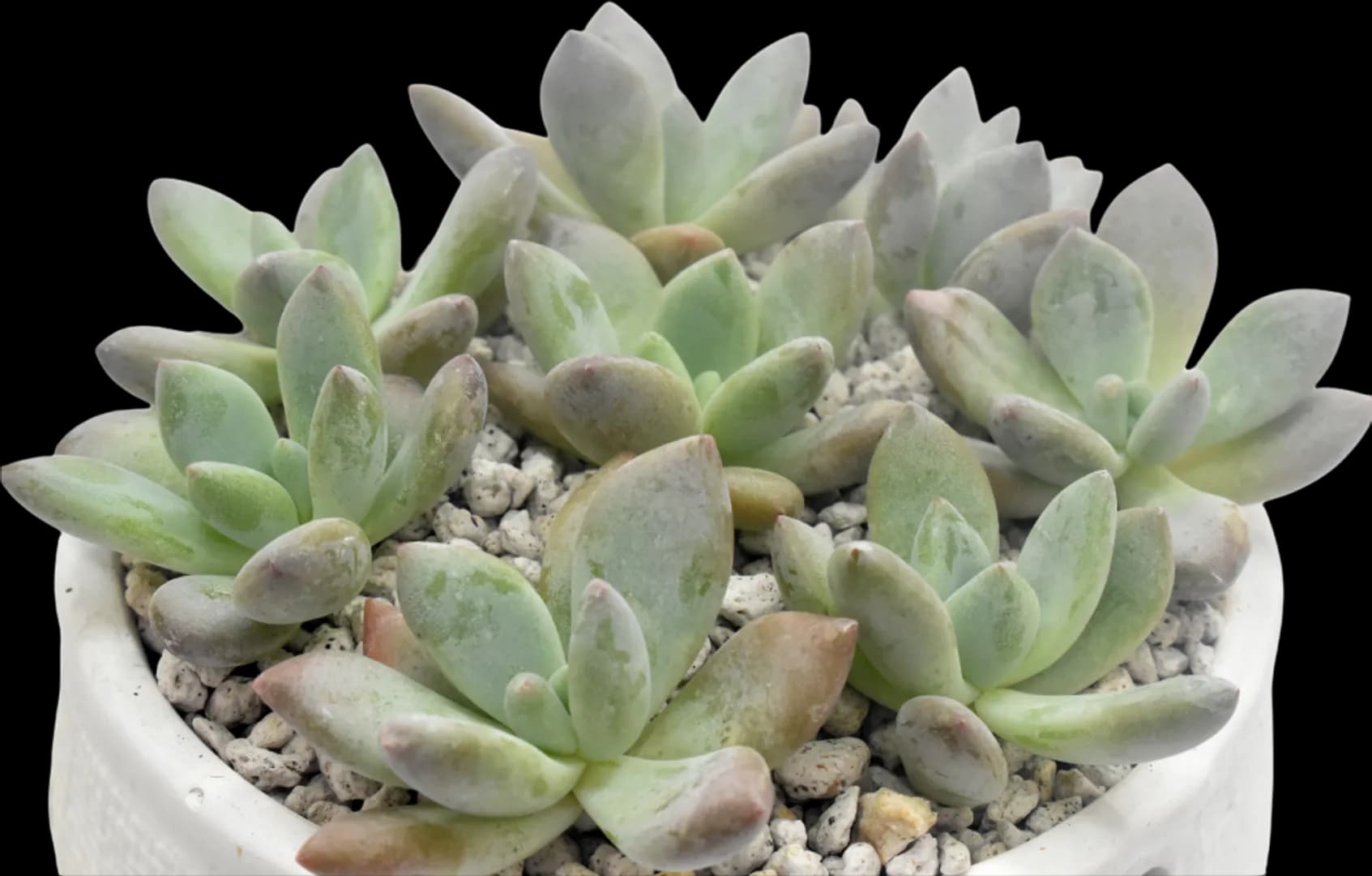 ECHEVERIA HYBRID OPALINA