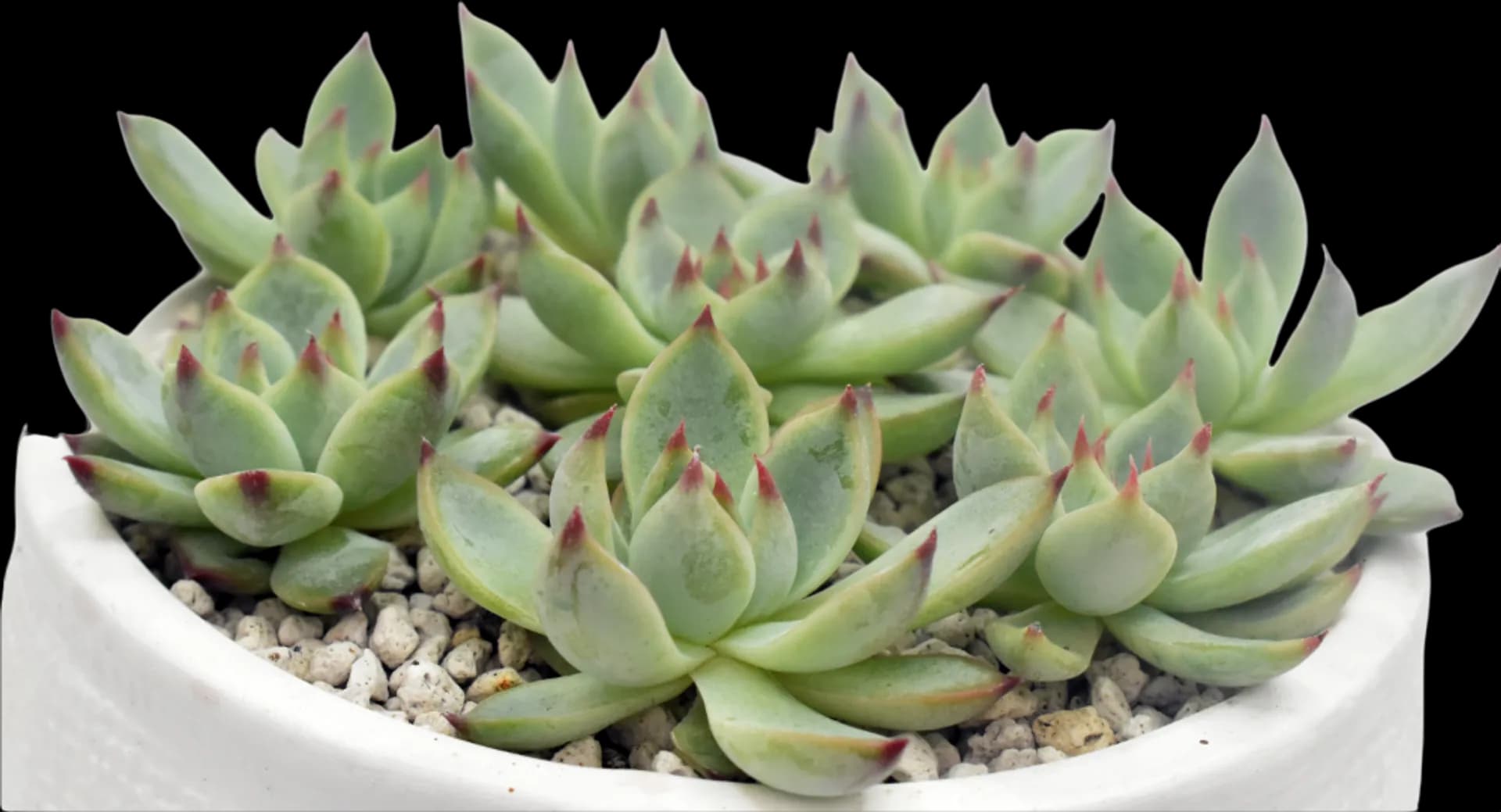 ECHEVERIA HYBRID PARVA
