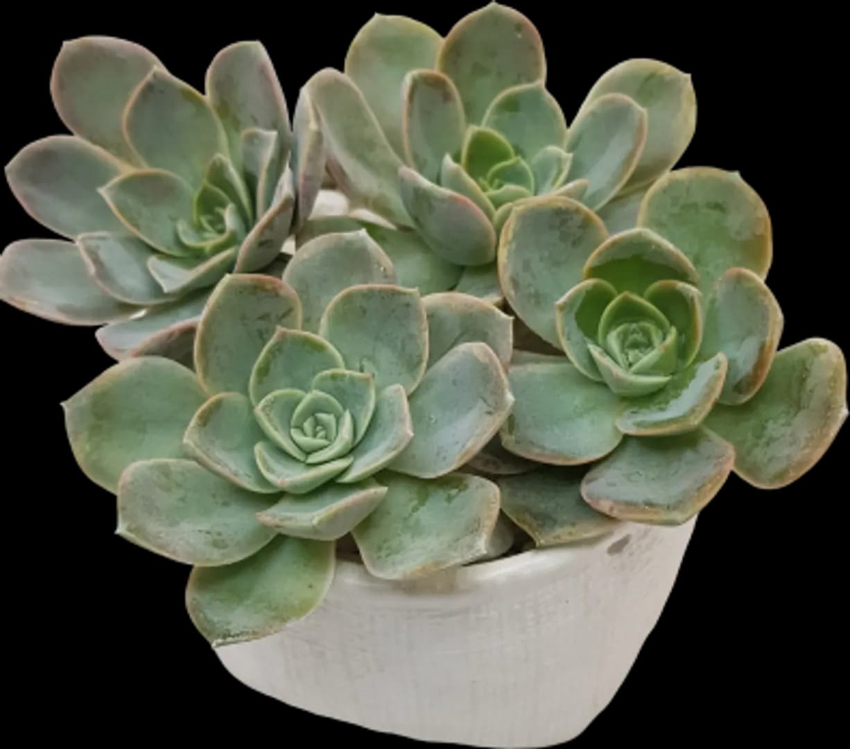 ECHEVERIA HYBRID PINK EDGE