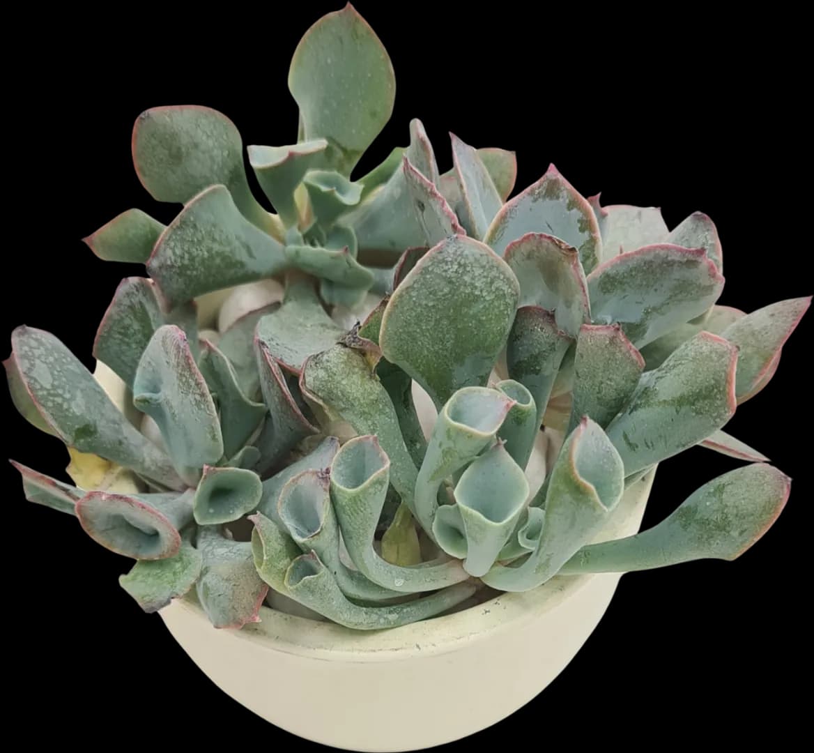 ECHEVERIA HYBRID PINK TRUMPET