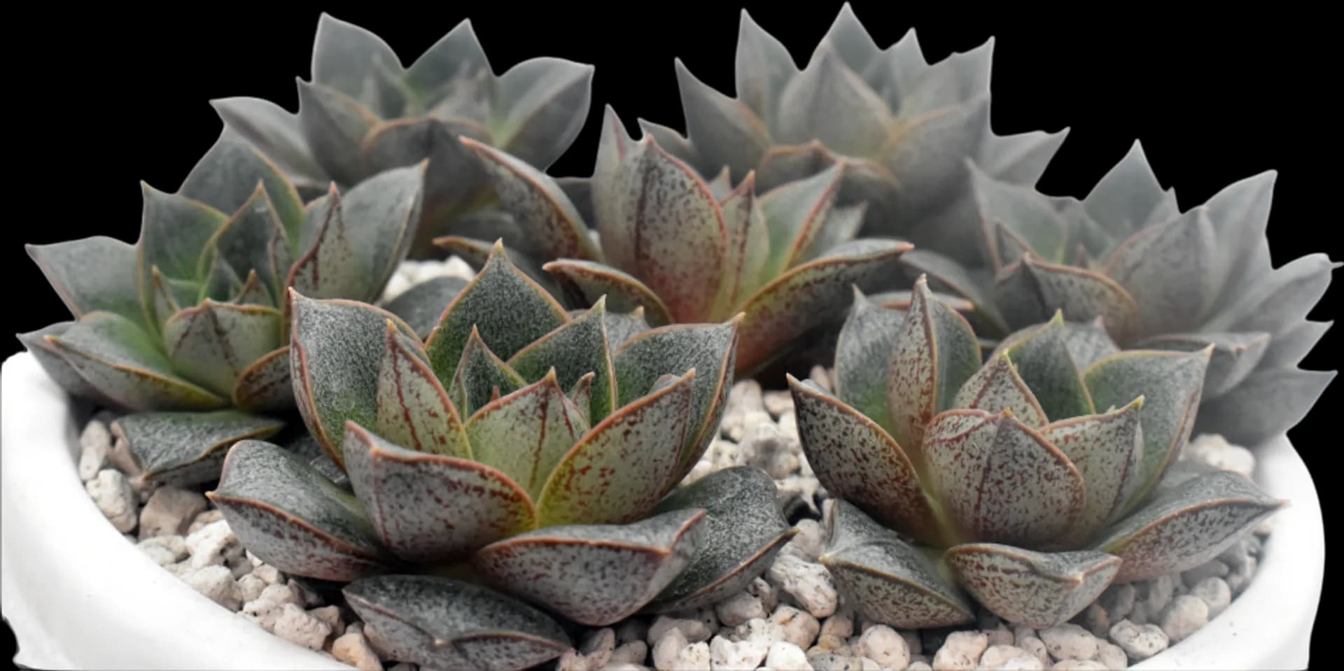 ECHEVERIA HYBRID PURPUREUM