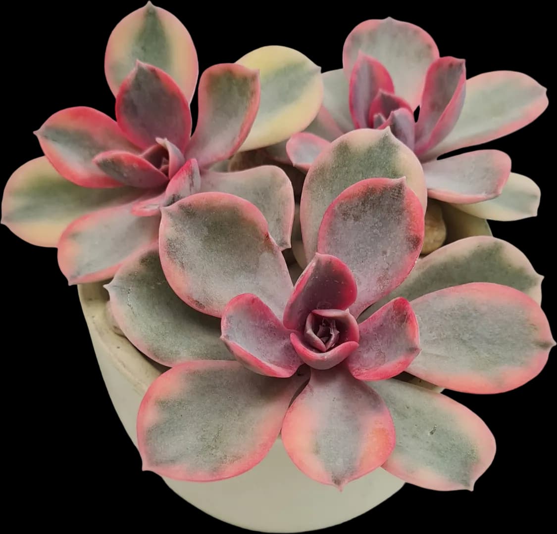 ECHEVERIA HYBRID RAINBOW