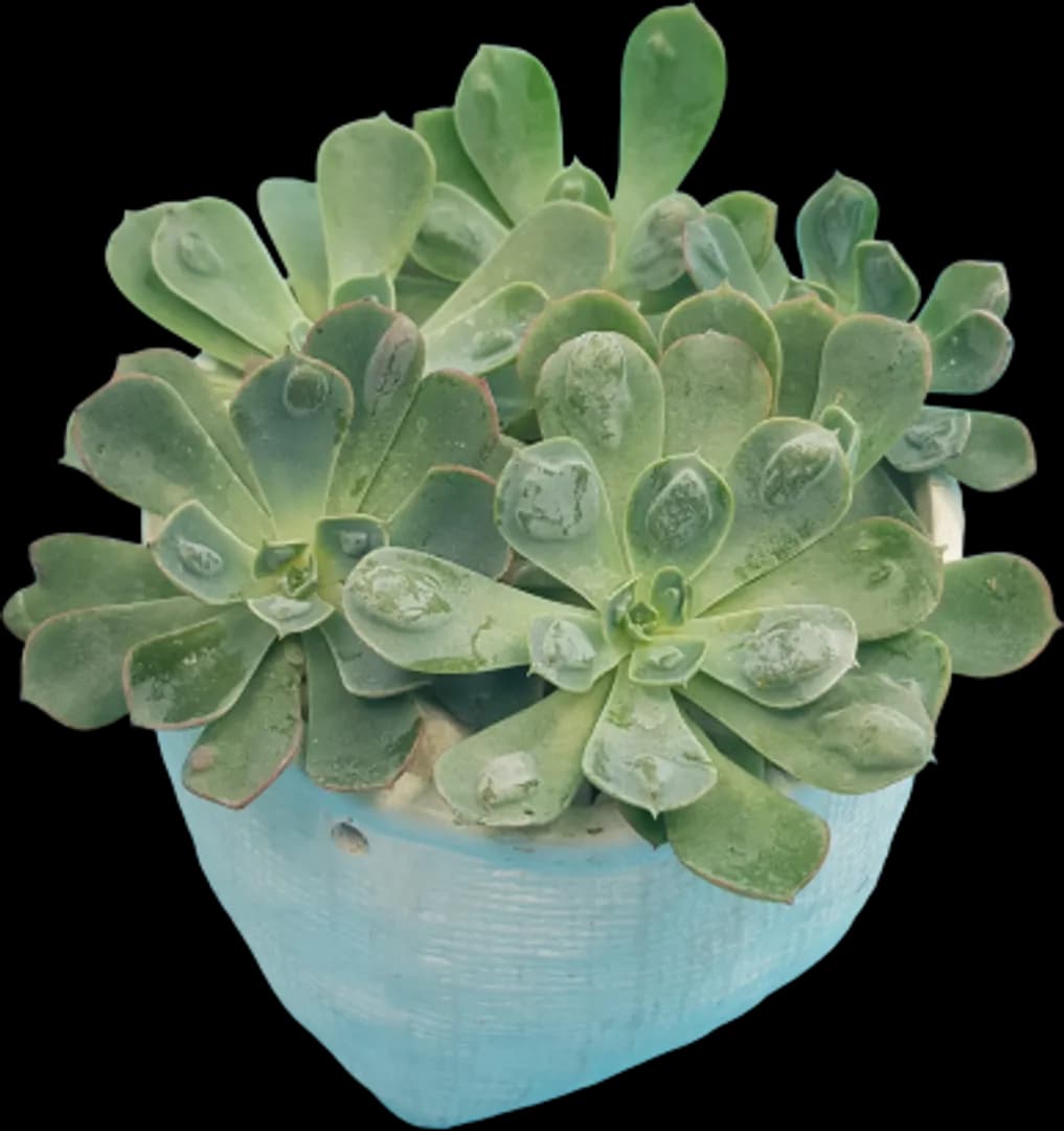 ECHEVERIA HYBRID RAINDROP