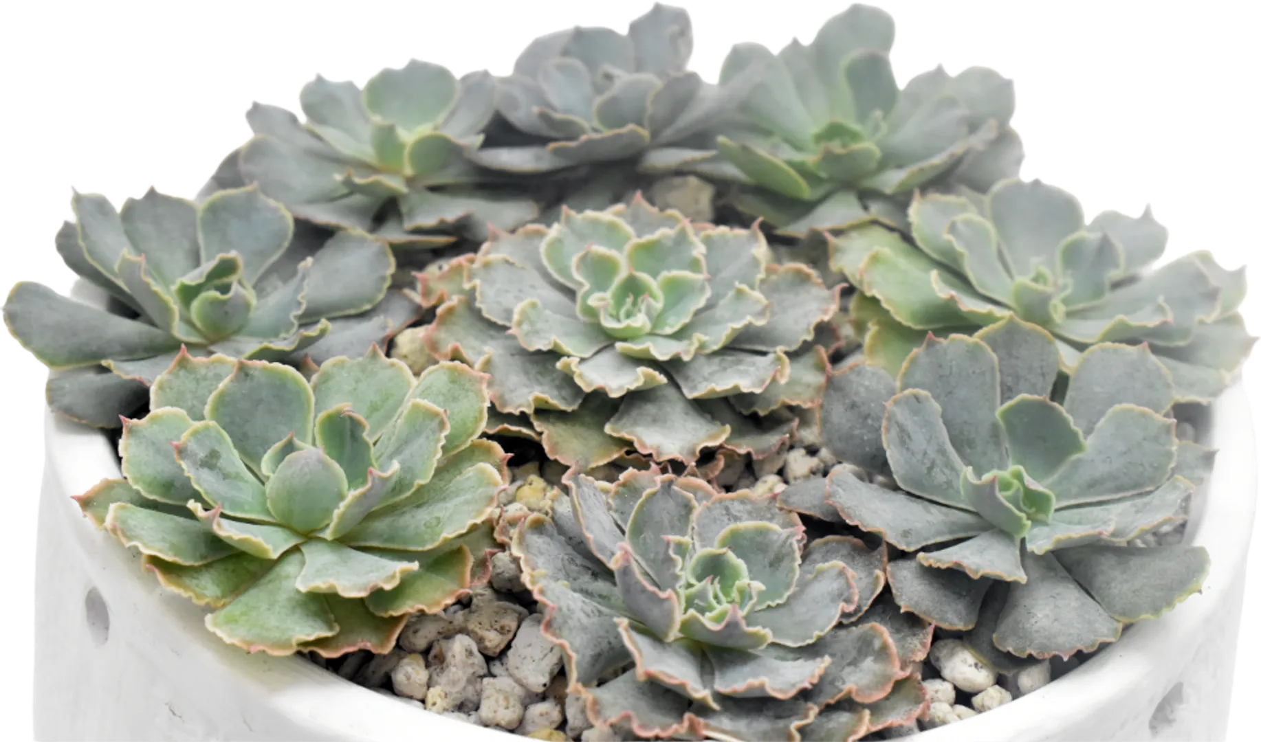 ECHEVERIA HYBRID ROSEA