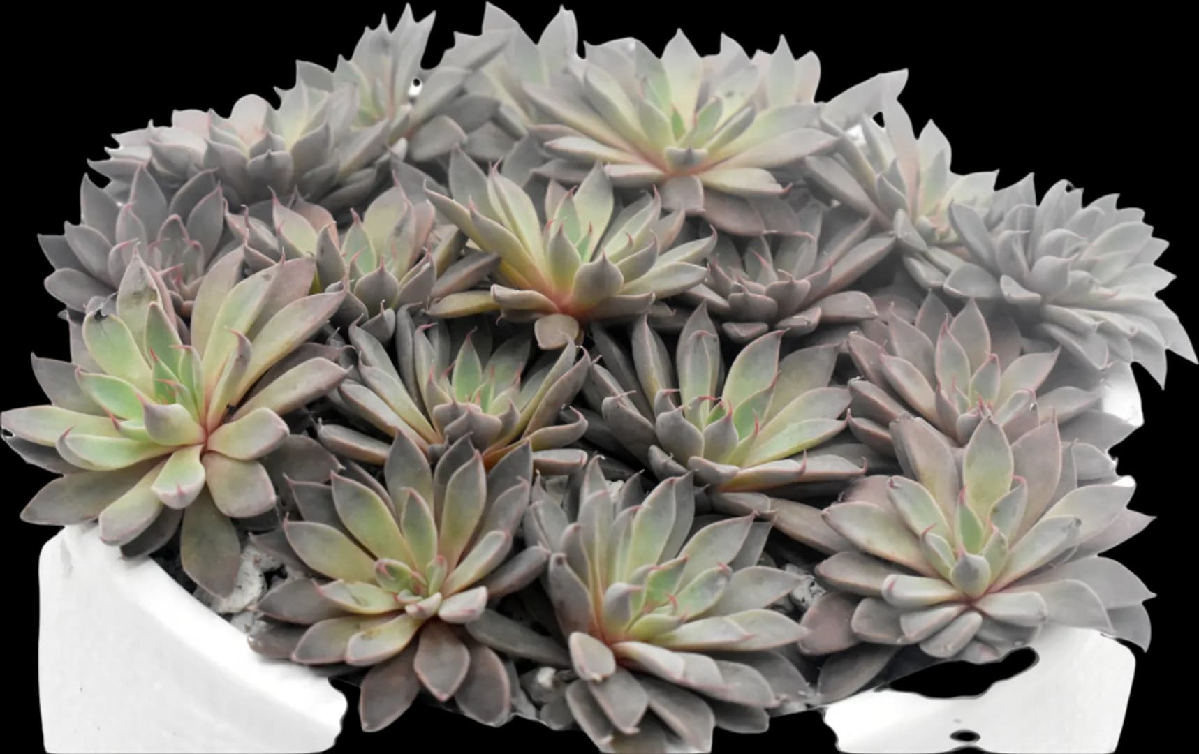 ECHEVERIA HYBRID RUSBY