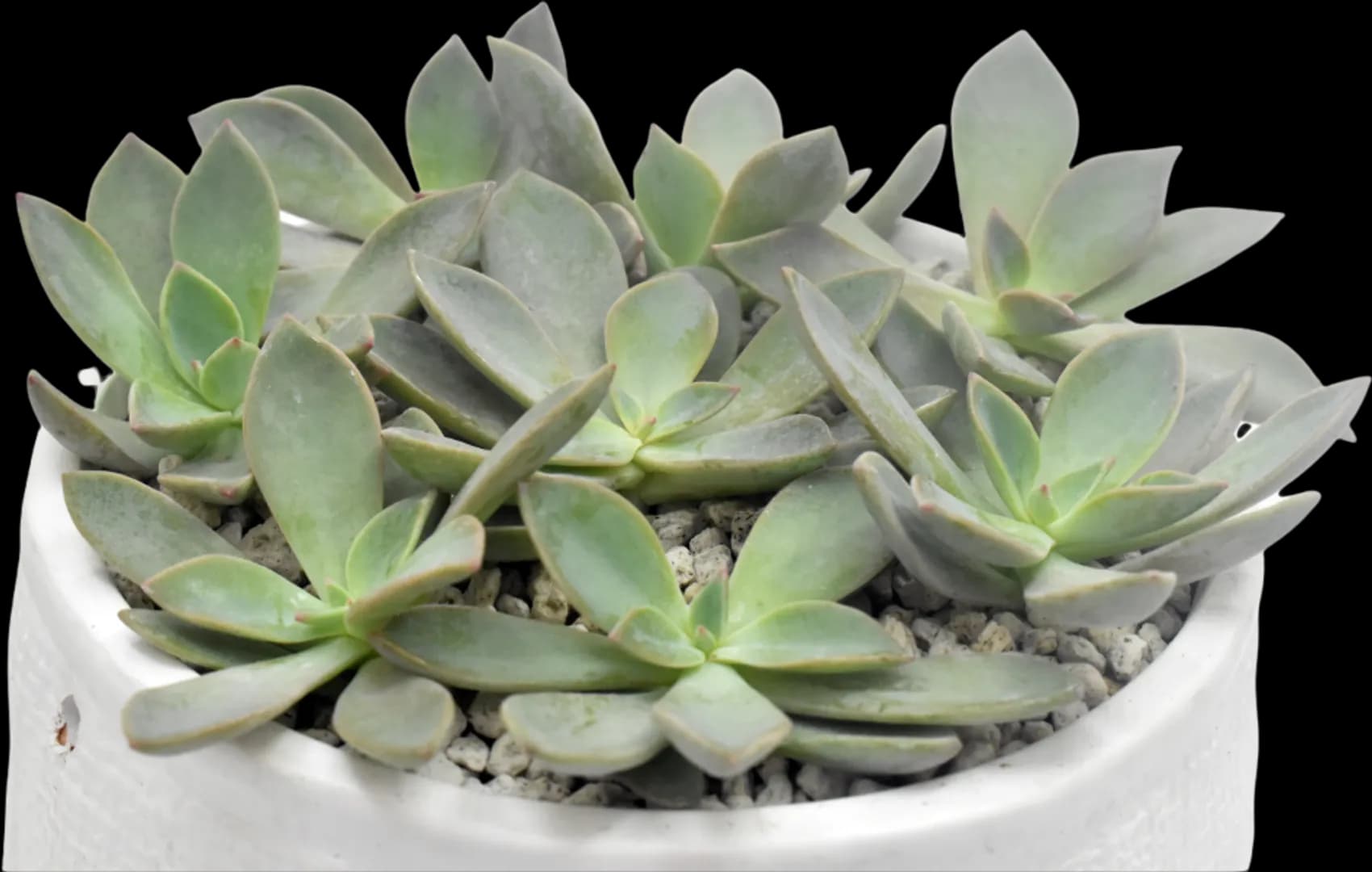ECHEVERIA HYBRID SANYATWE
