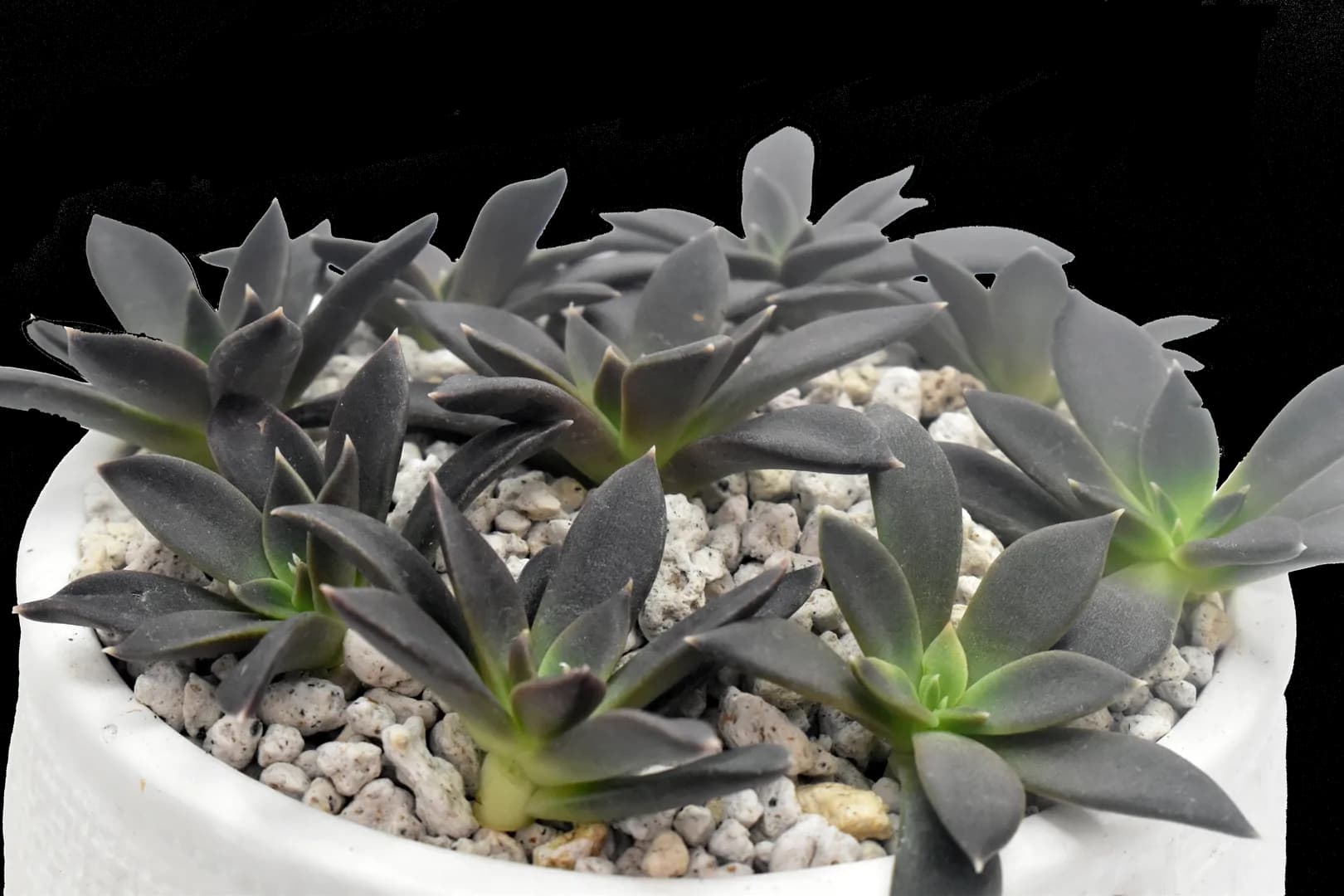 ECHEVERIA HYBRID SERRANA