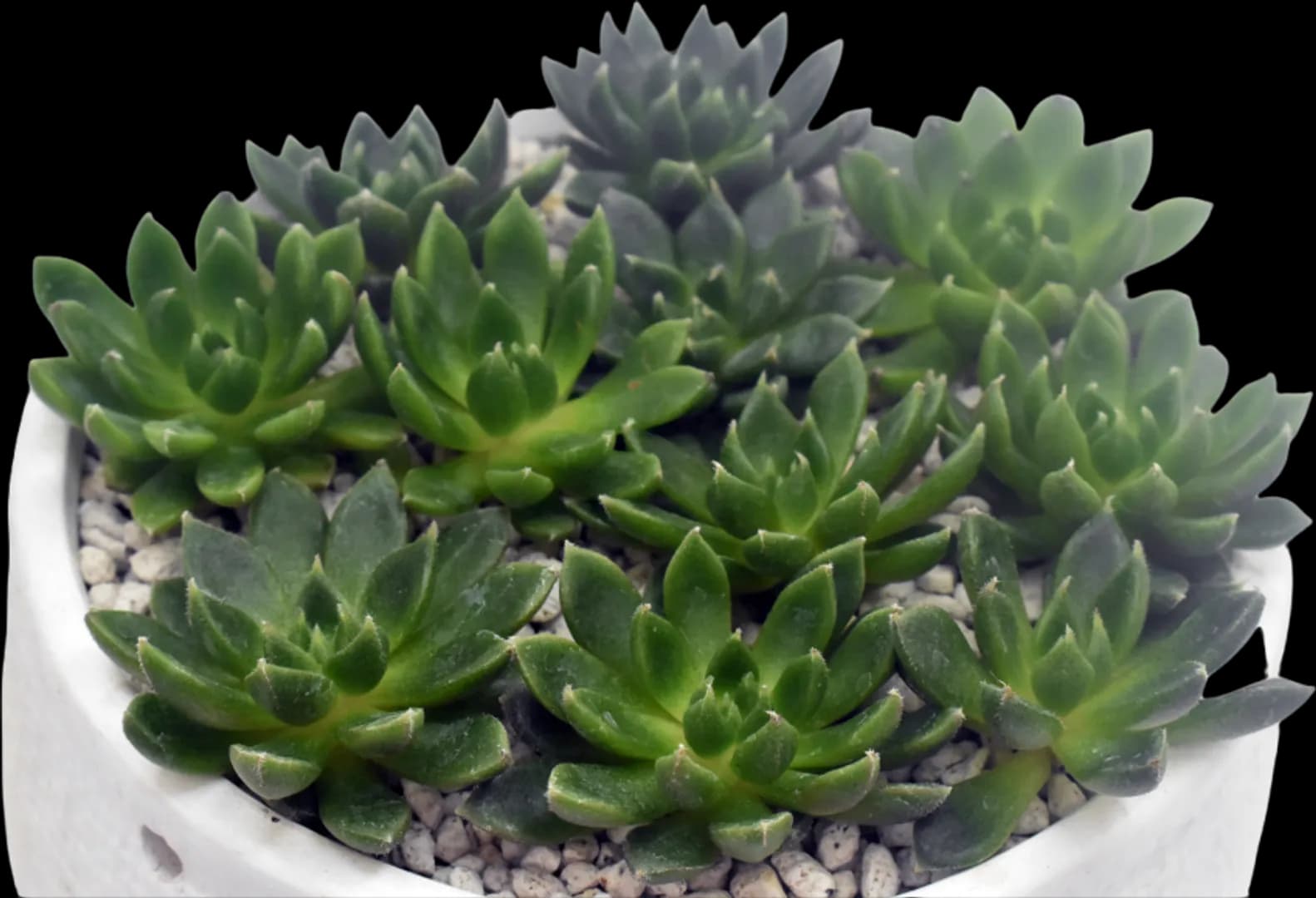 ECHEVERIA HYBRID SETORUM VICTOR