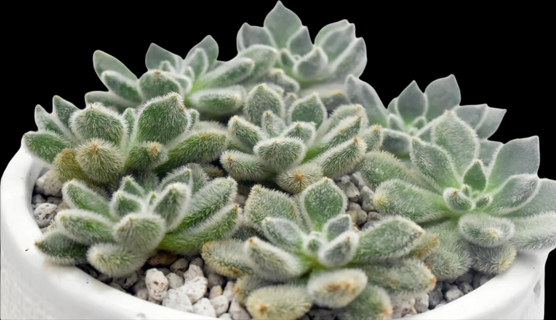 ECHEVERIA HYBRID SETOSA