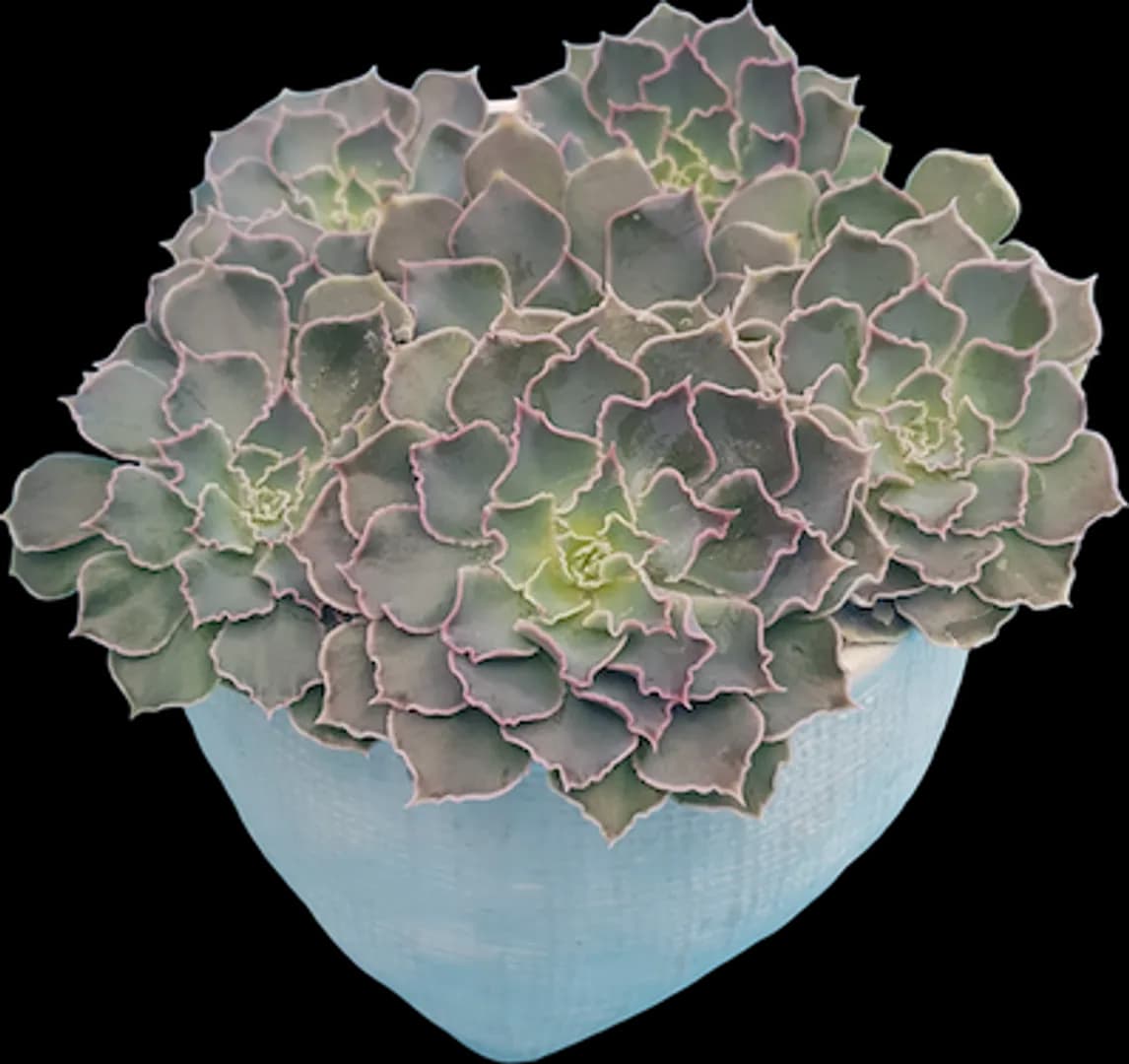 ECHEVERIA HYBRID SHAVIANA COMPACTA