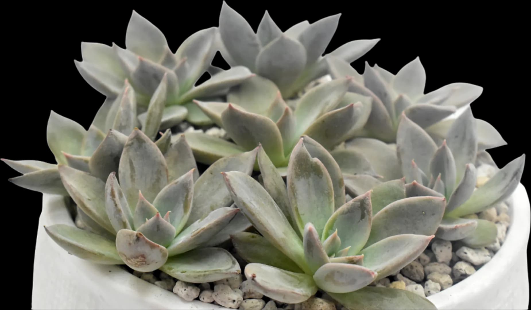 ECHEVERIA HYBRID SILVER QUEEN