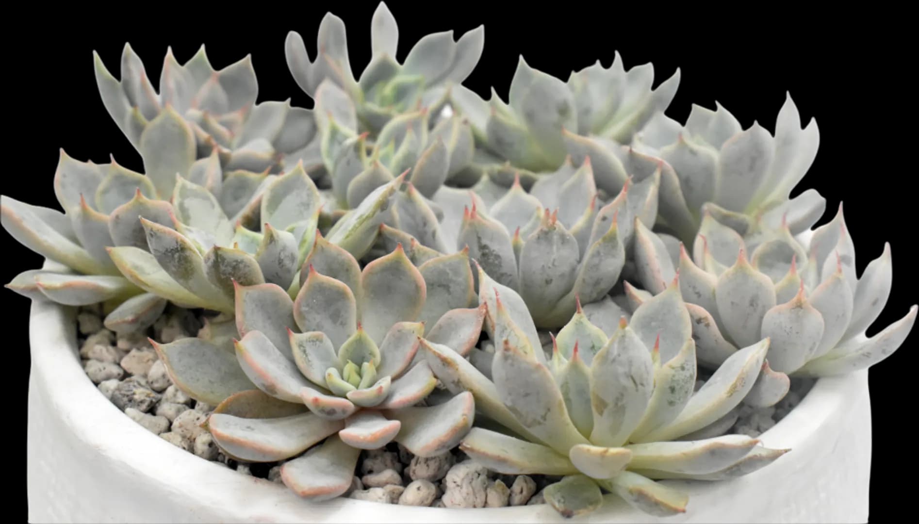 ECHEVERIA HYBRID TEXENSIS