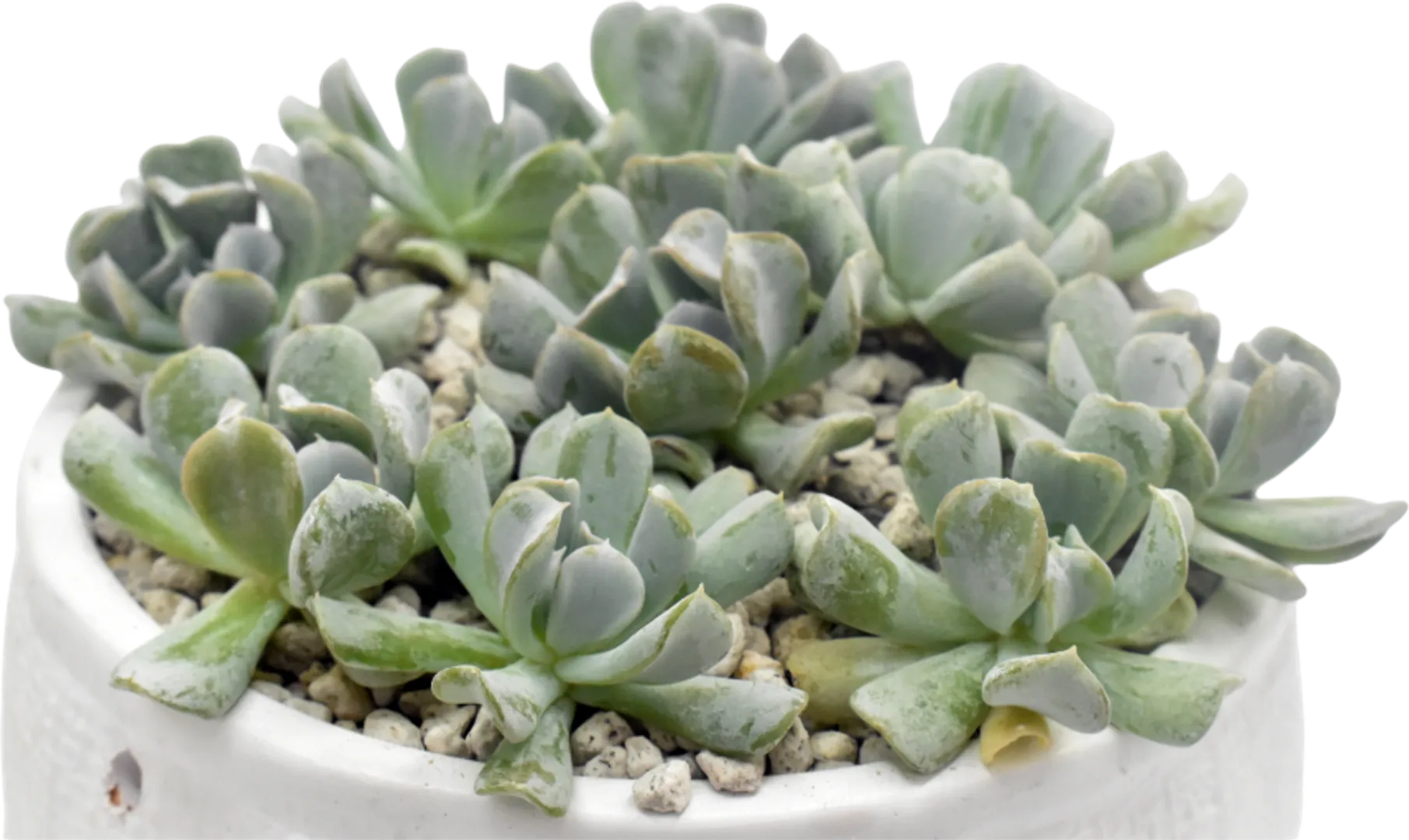 ECHEVERIA HYBRID TOPSY TURVY