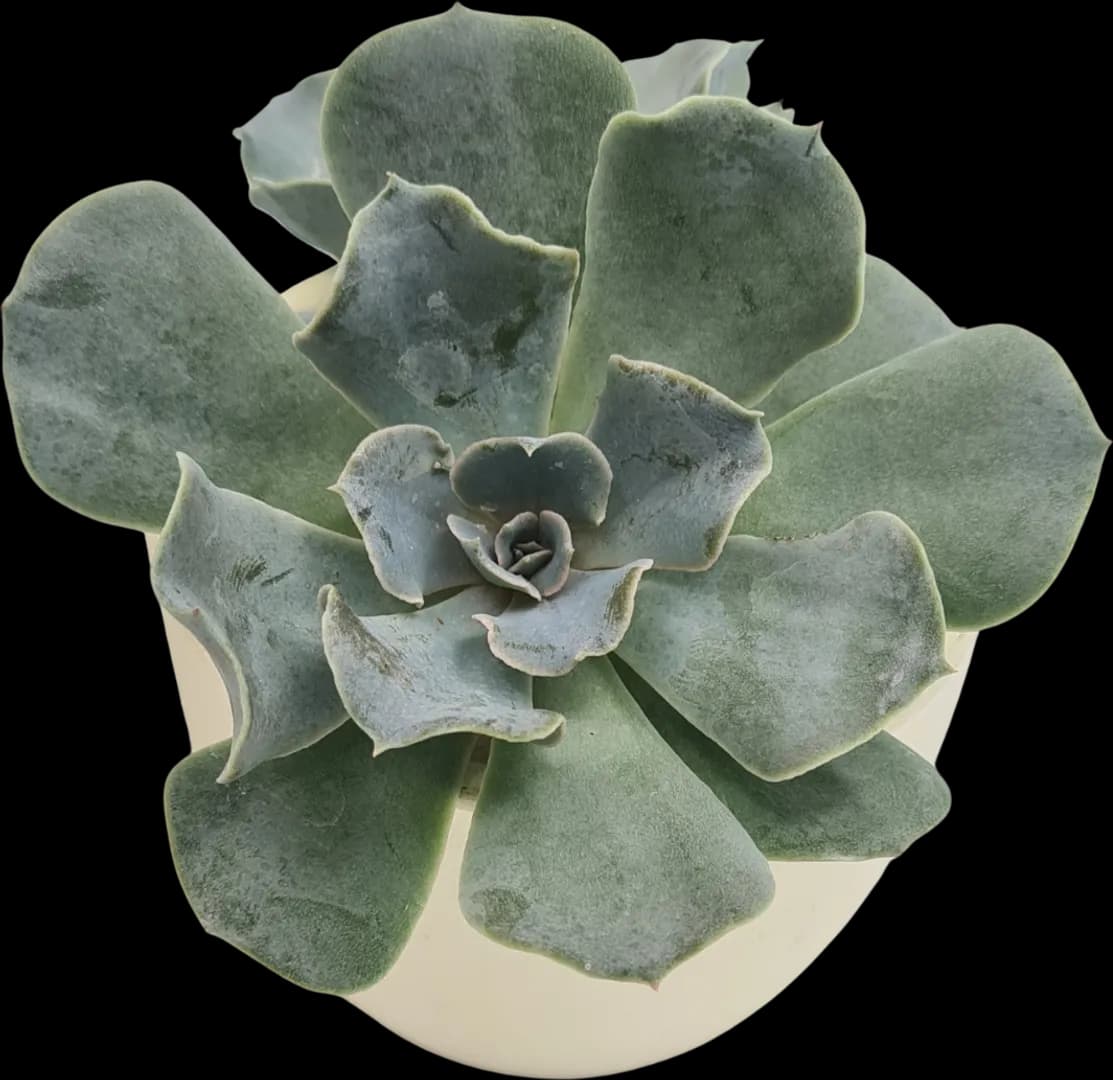 ECHEVERIA HYBRID BLUE CURLS