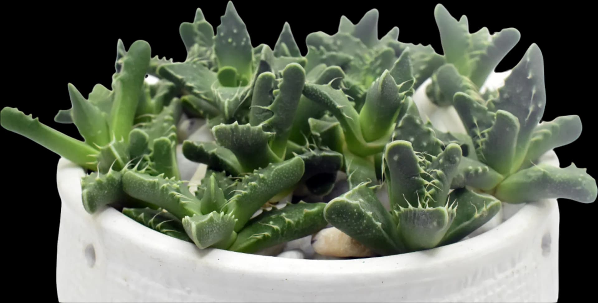 FAUCARIA TUBERCULOSA