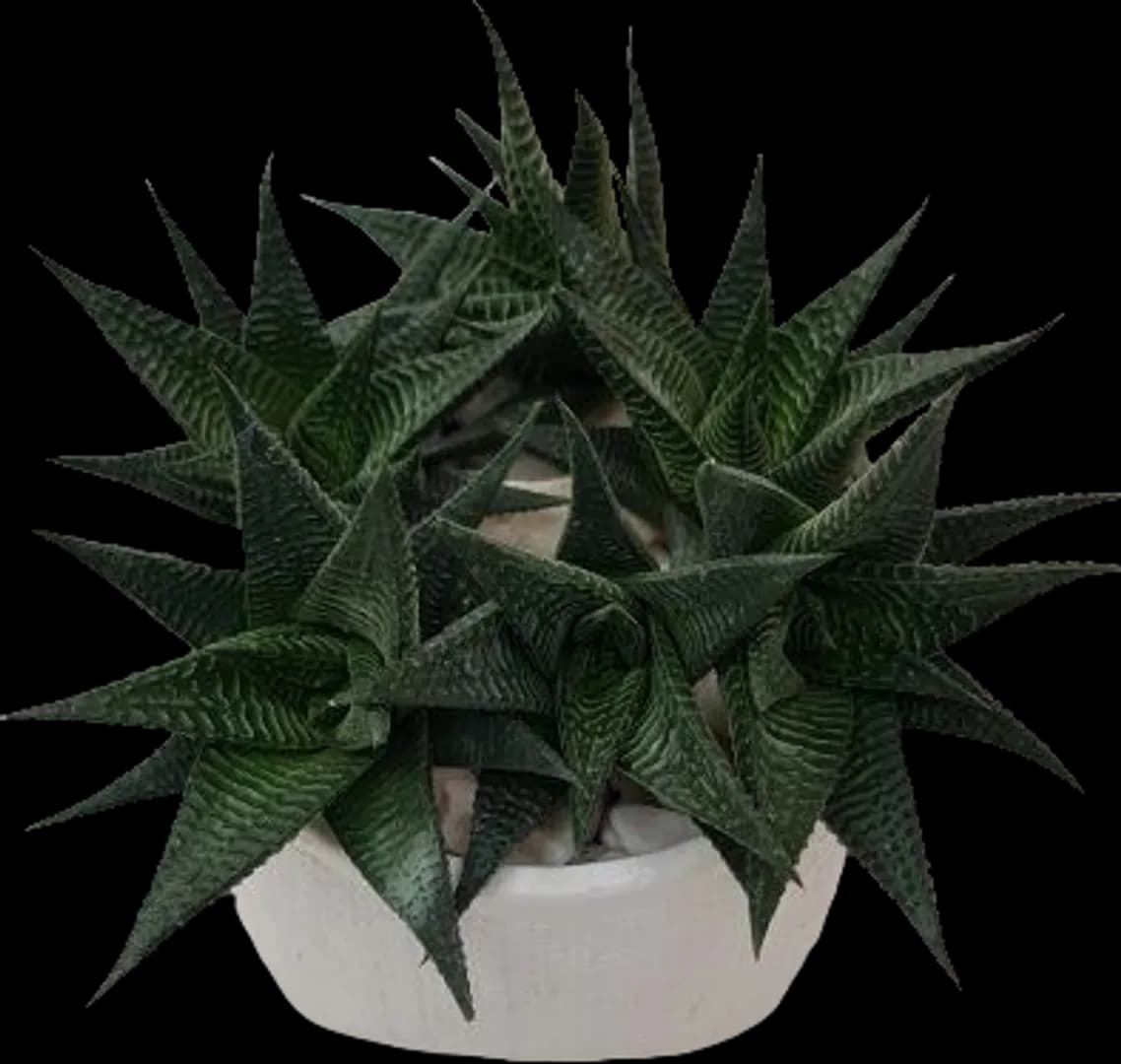 HAWORTHIA LIMIFOLIA