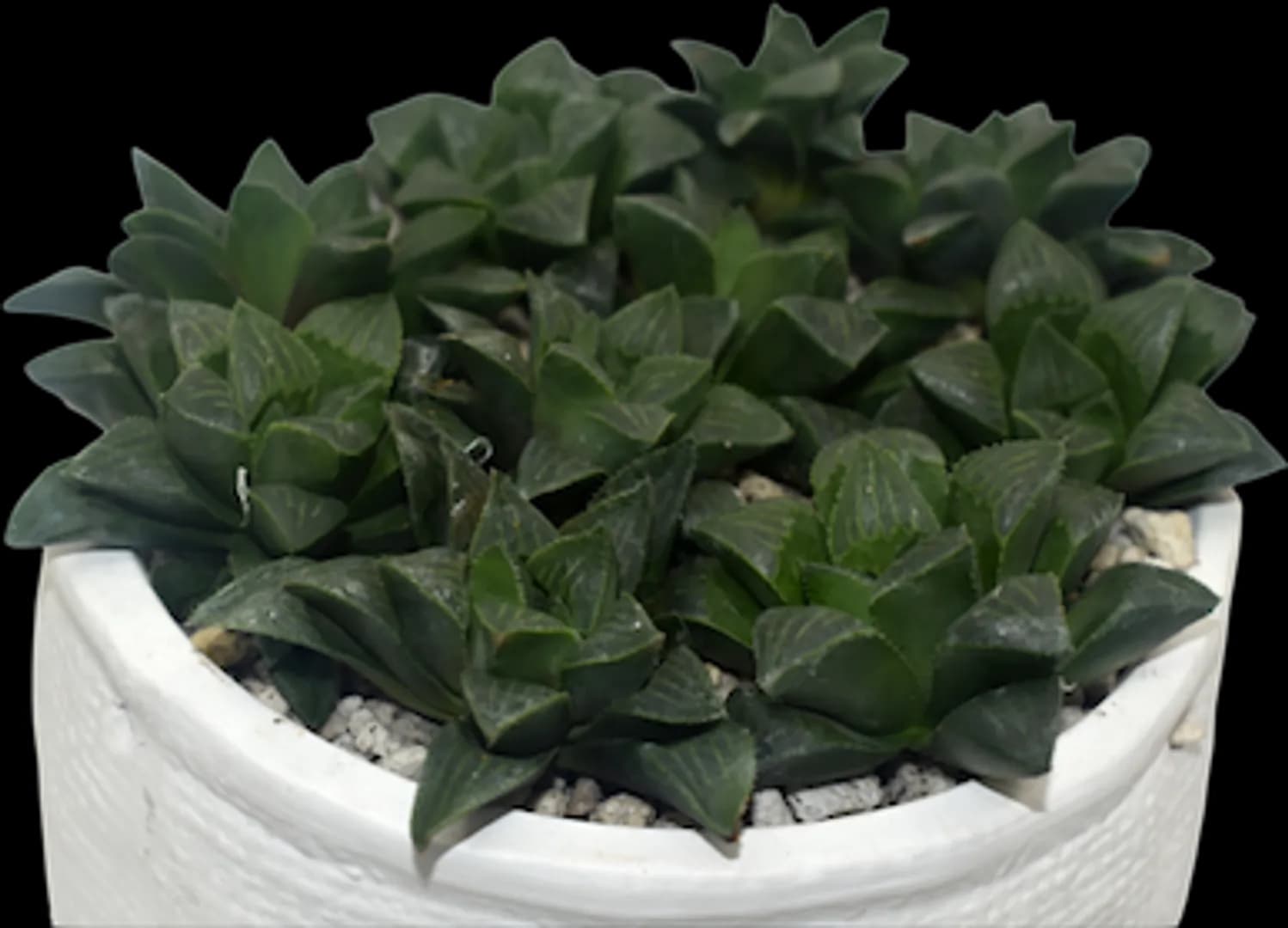 HAWORTHIA RETUSA