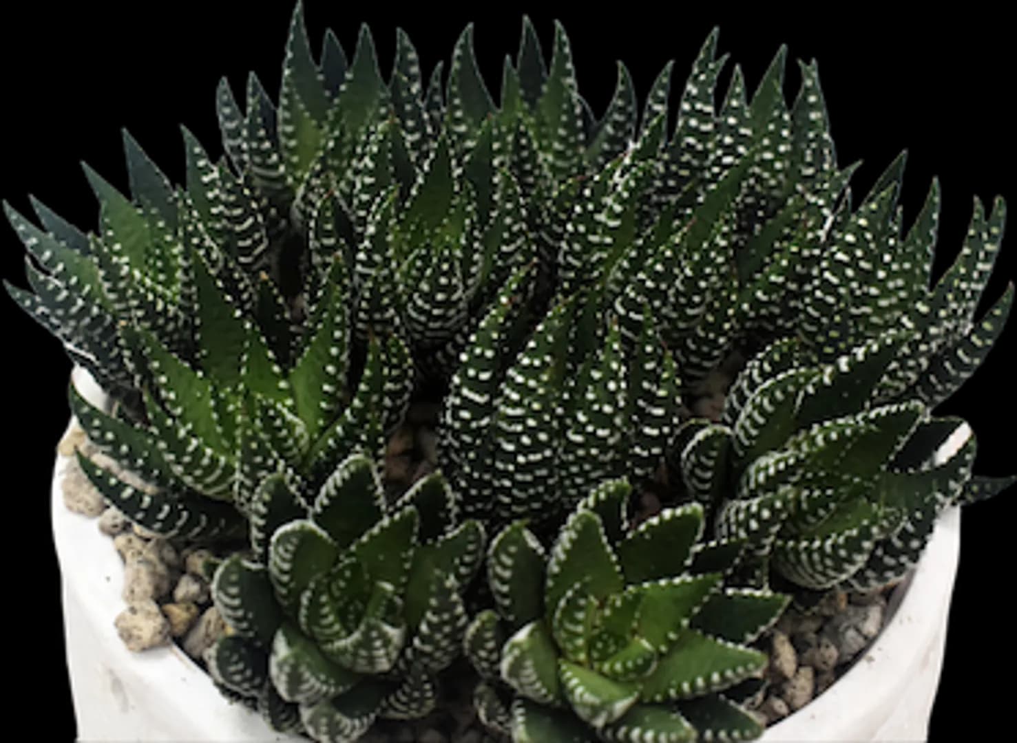 HAWORTHIA SUPER FASCIATA