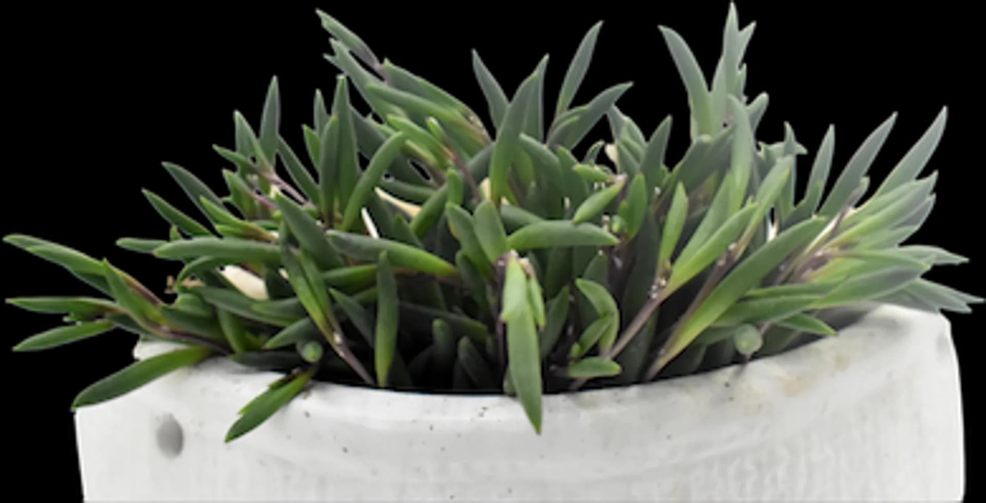 OTHONNA CAPENSIS STRING OF PICKLES