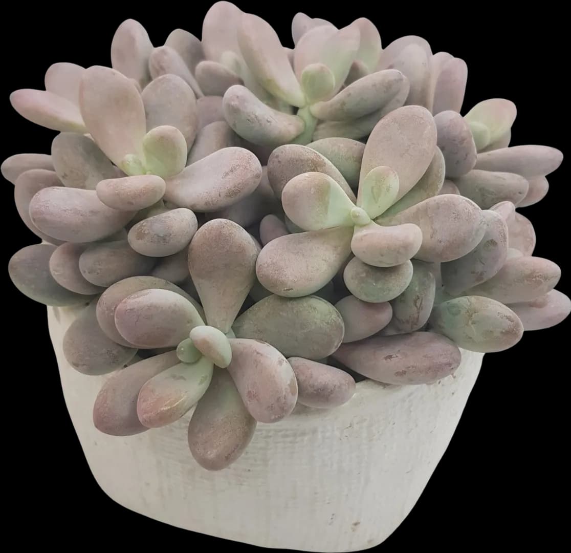 PACHYPHYTUM OVIFERUM