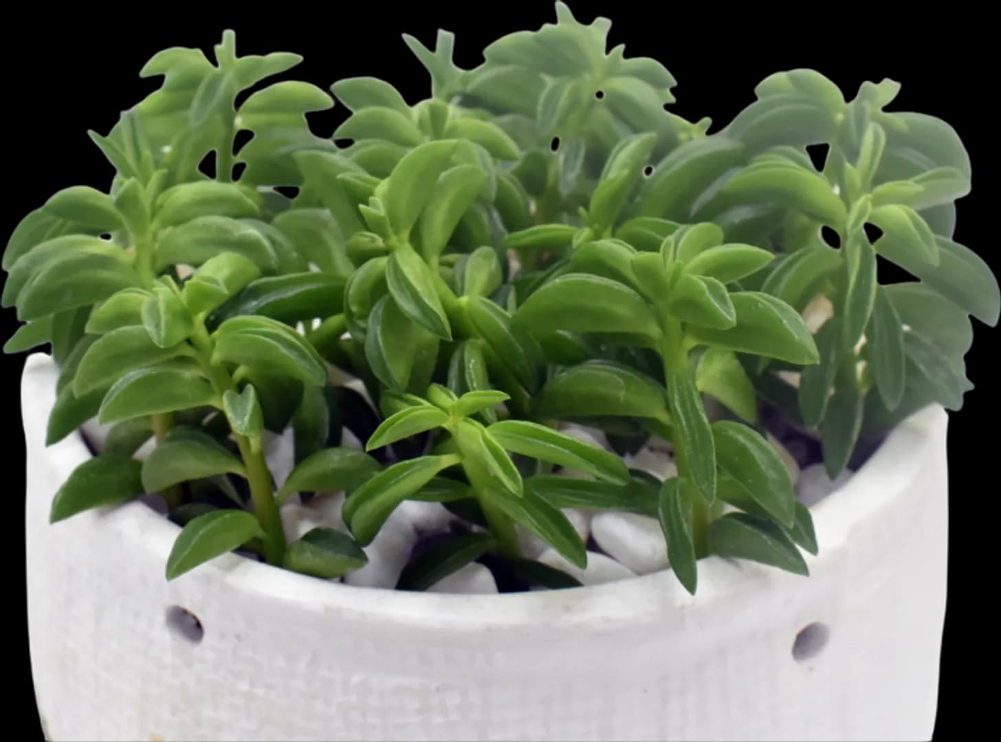 PEPEROMIA AXILARIS