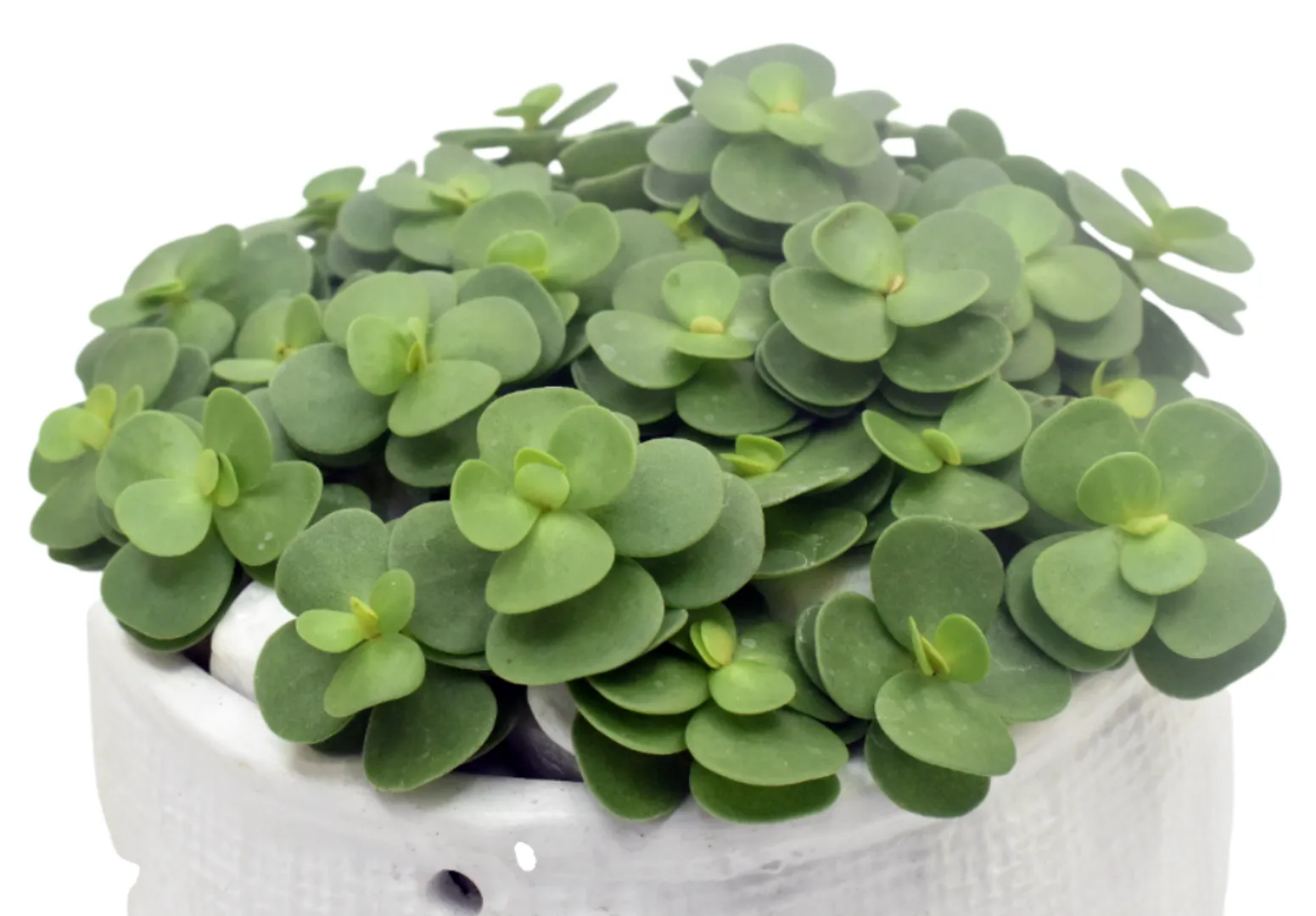 PORTULACA MOLOKINIENSIS