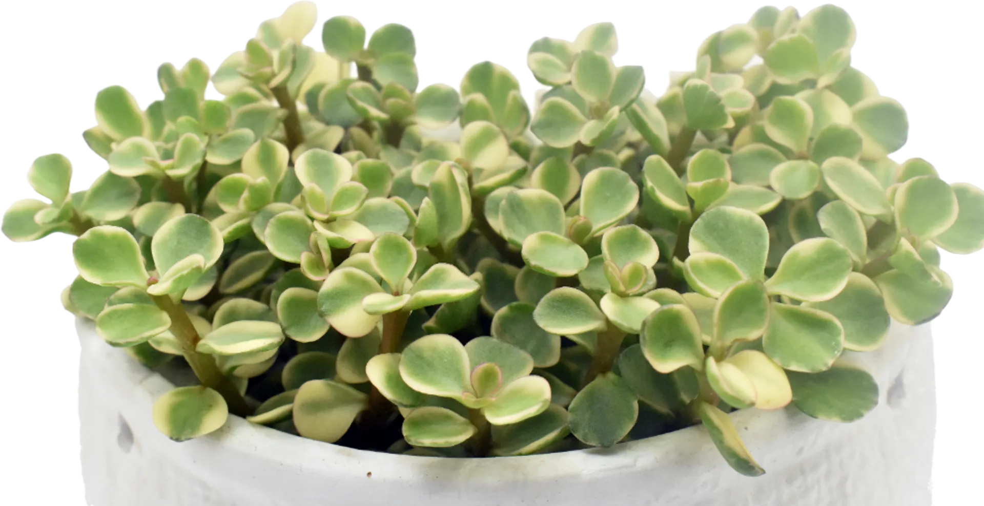 PORTULACARIA AFRA VARIEGATA